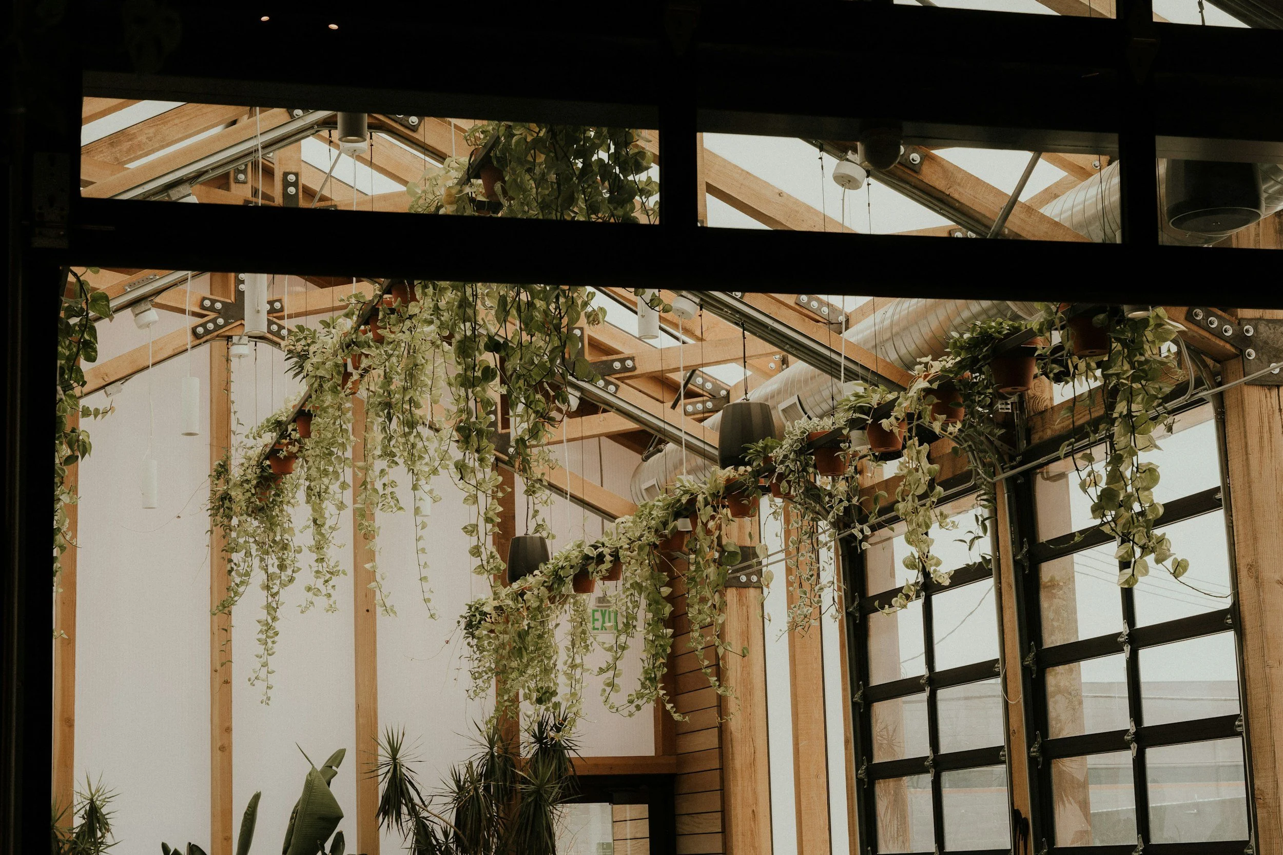 Indoor space with wooden beams, hanging potted plants, and large windows in an industrial or modern style building.