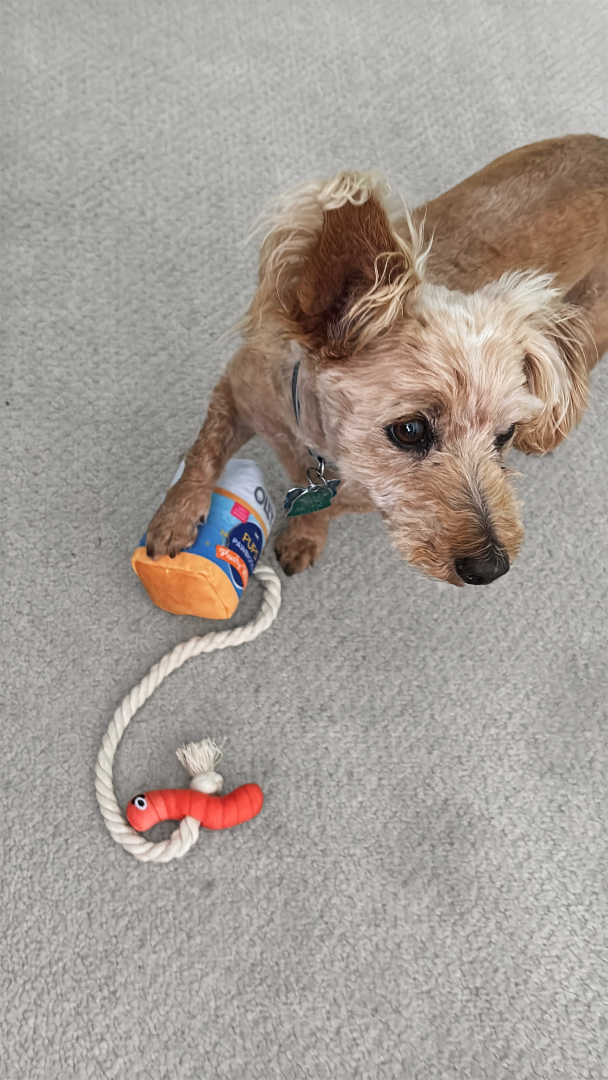 A small tan dog with curly fur sitting on a gray carpet, holding a dog rope toy under his paw.