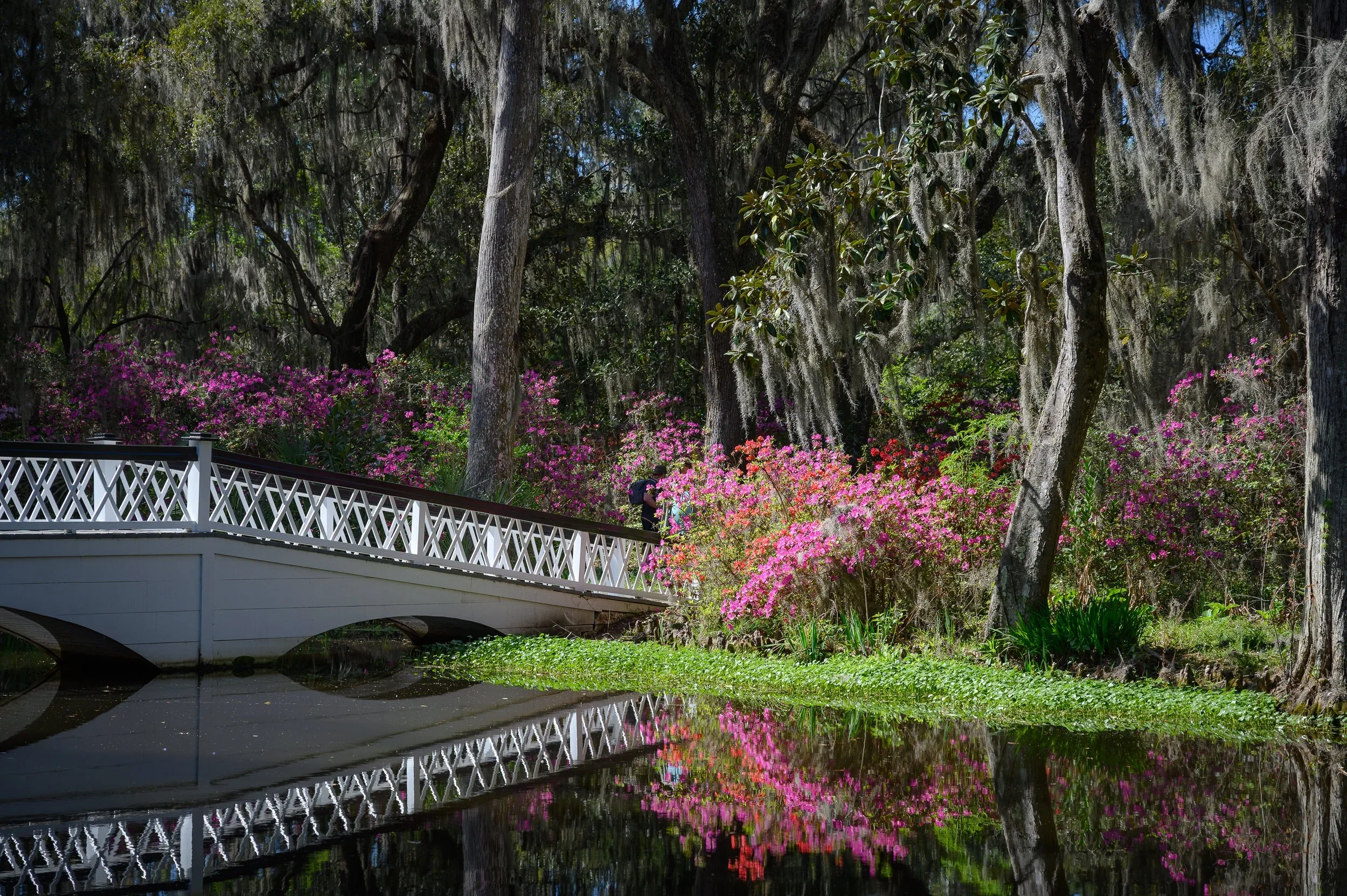 magnolia+garden+white+bridge+azeleas.jpg.webp