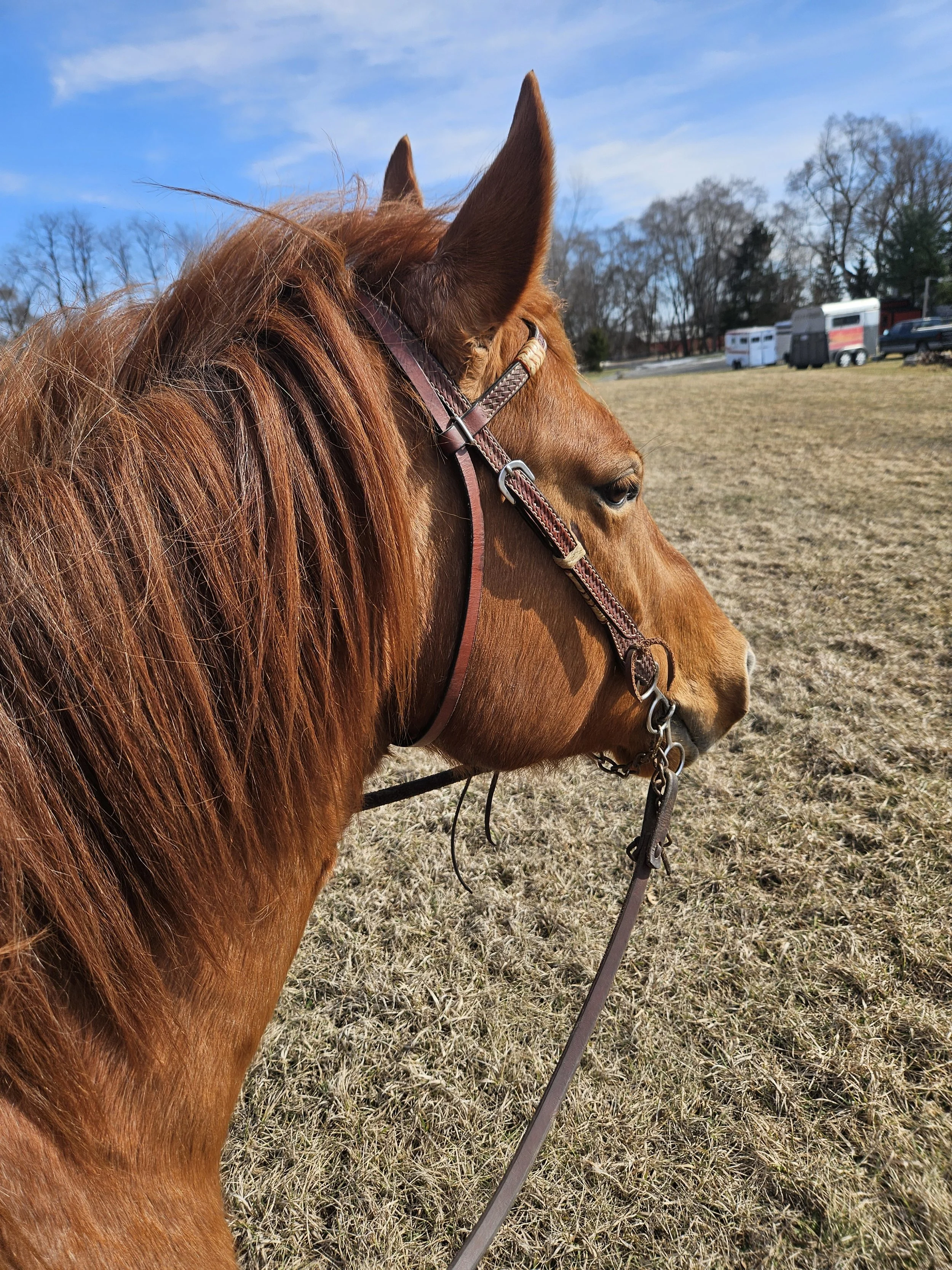 Close-up of a reddish-brown horse with a bridle, standing in a field on a sunny day with blue sky and trees in the background.