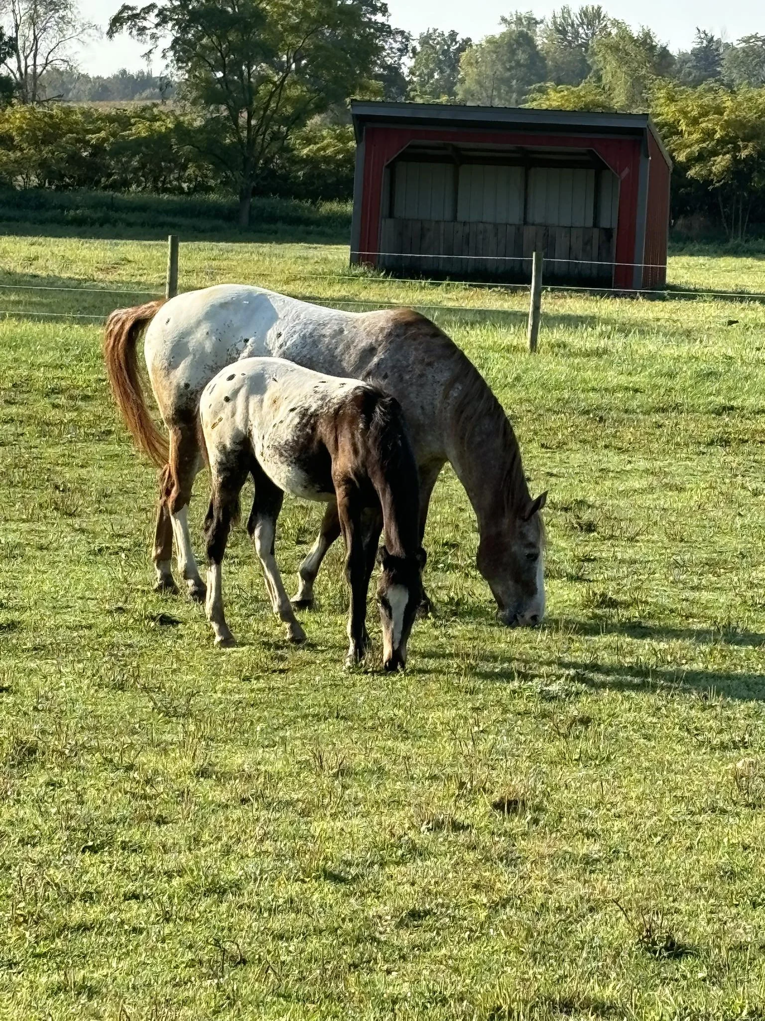 Two horses grazing on a grassy field, with a red barn in the background and trees around.