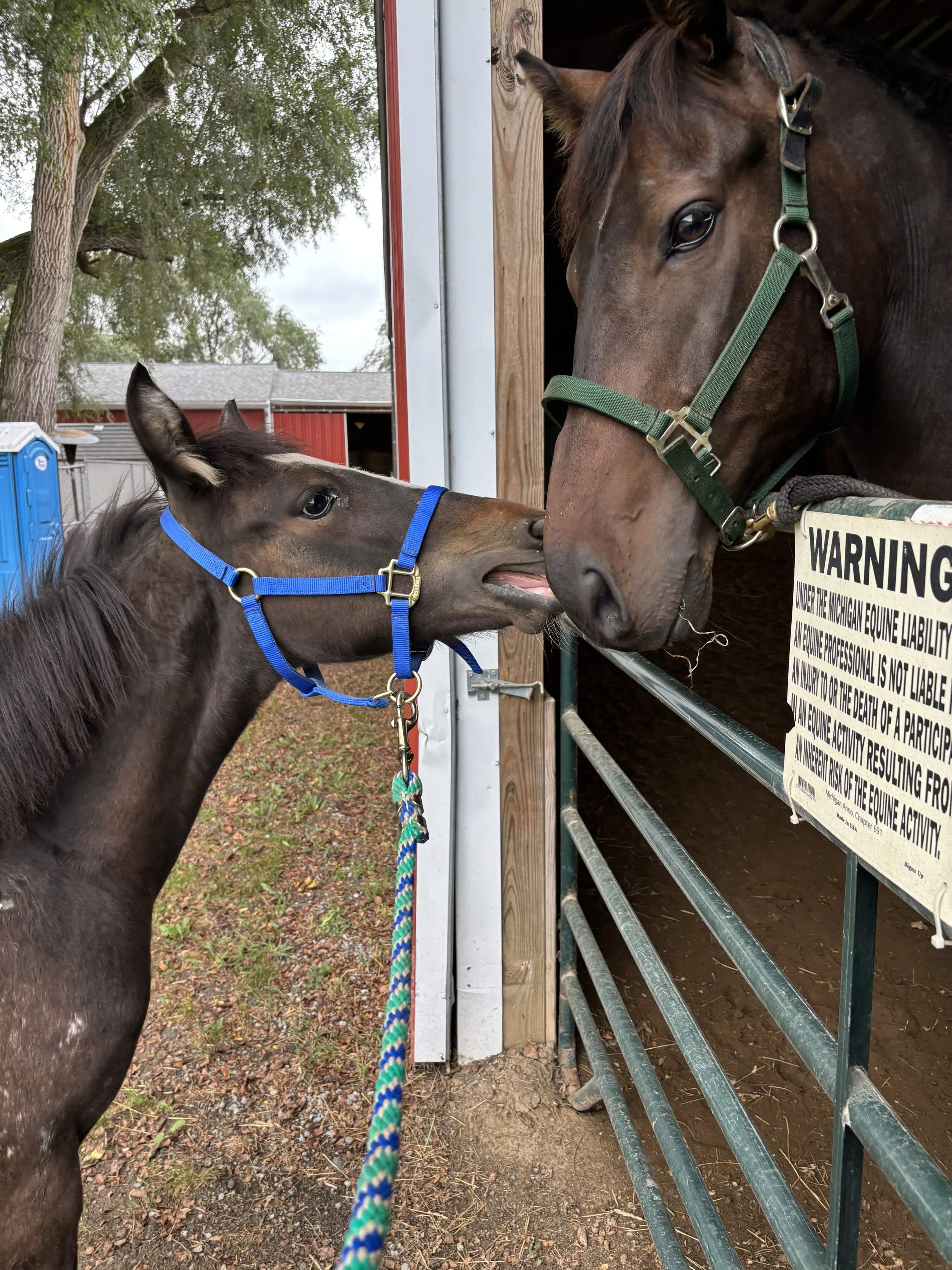 A young foal playfully nuzzling a grown horse through a fence at a farm or stable, both wearing colorful halters.