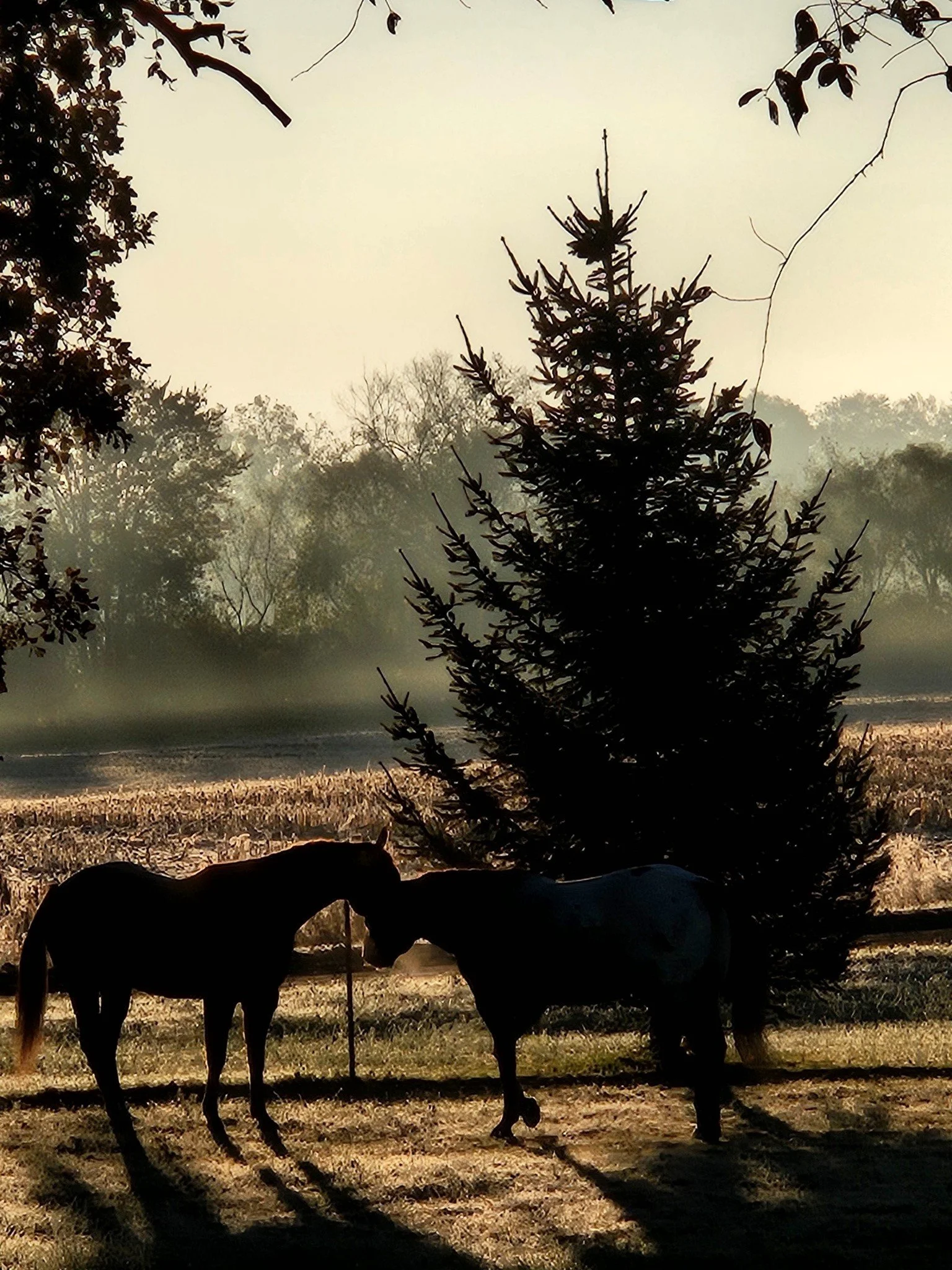 Two horses touching each other's heads in front of a tall pine tree with a rural field and trees in the background, during early morning or late afternoon with soft sunlight.