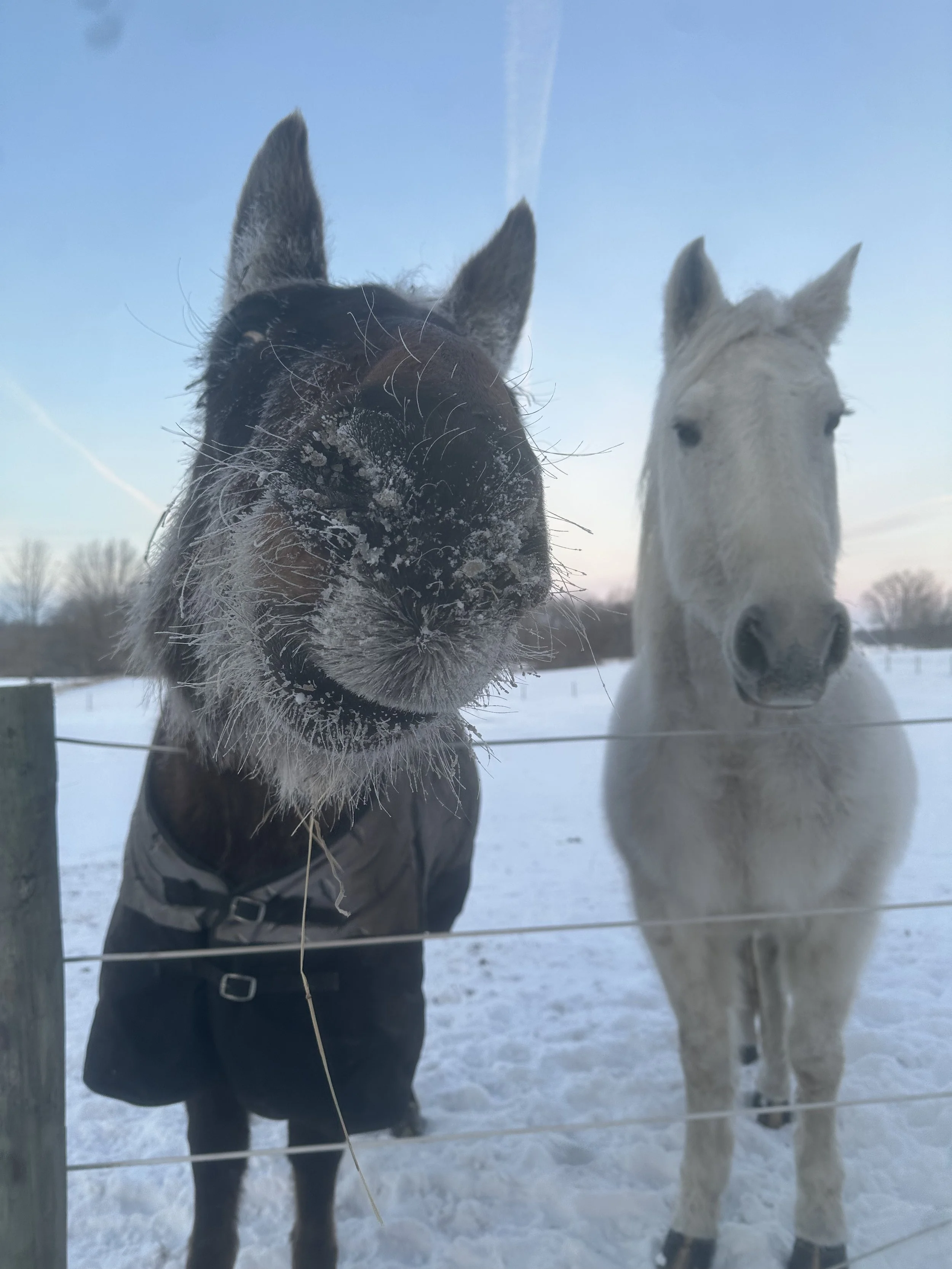 Close-up of a curious dog with frosty snout standing behind a wire fence, with a white horse standing beside it in a snowy field.