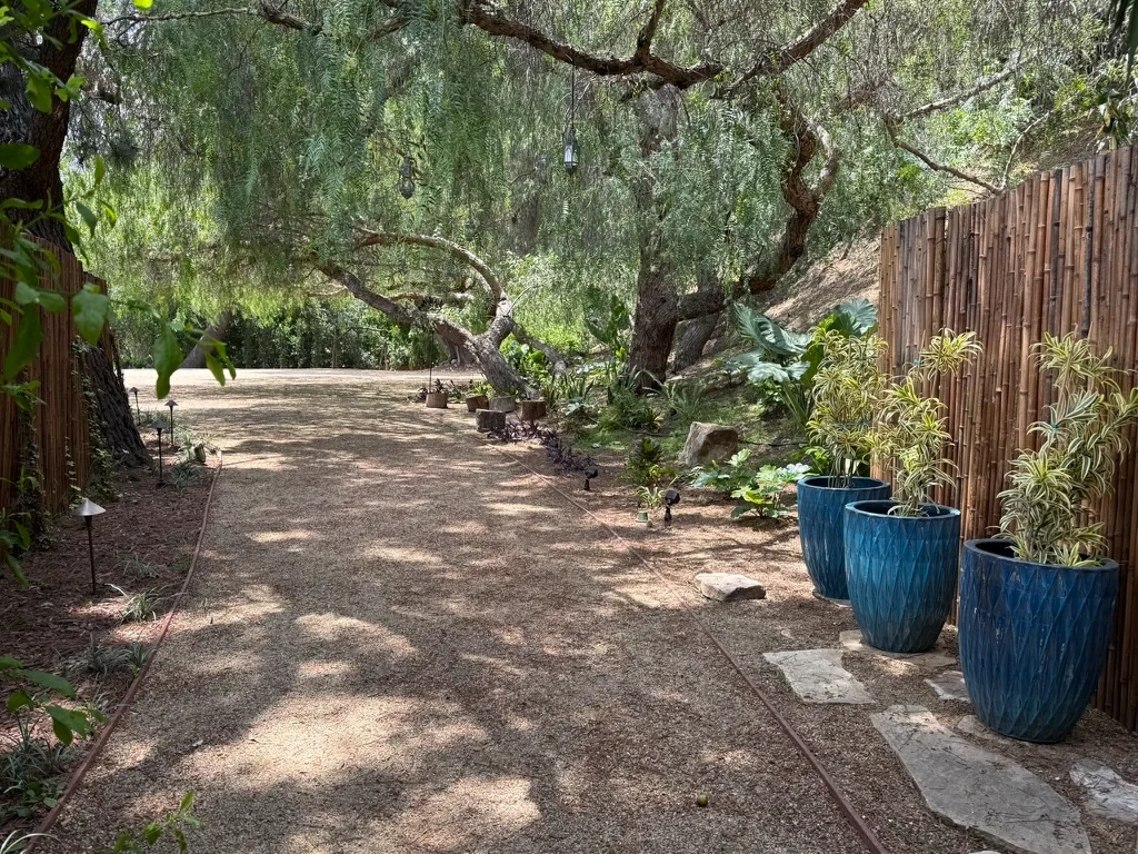 Garden path lined with tall cobalt-blue Moroccan urns beneath pepper trees