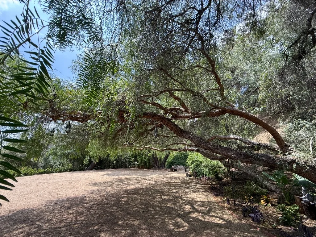 Sprawling heritage oak tree shading a garden clearing