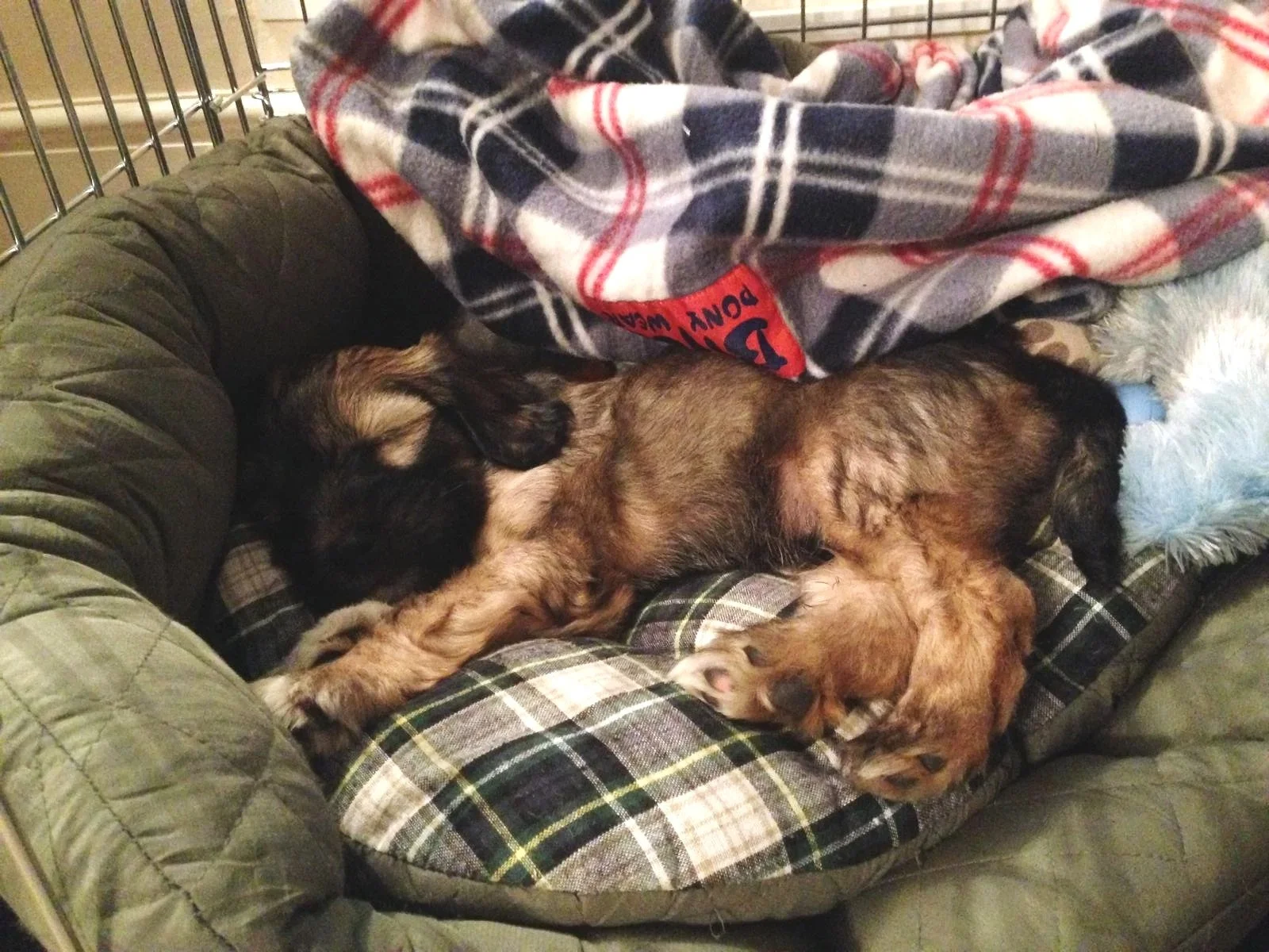 a puppy sleeping in a pet bed with a plaid cushion and a blanket over them.