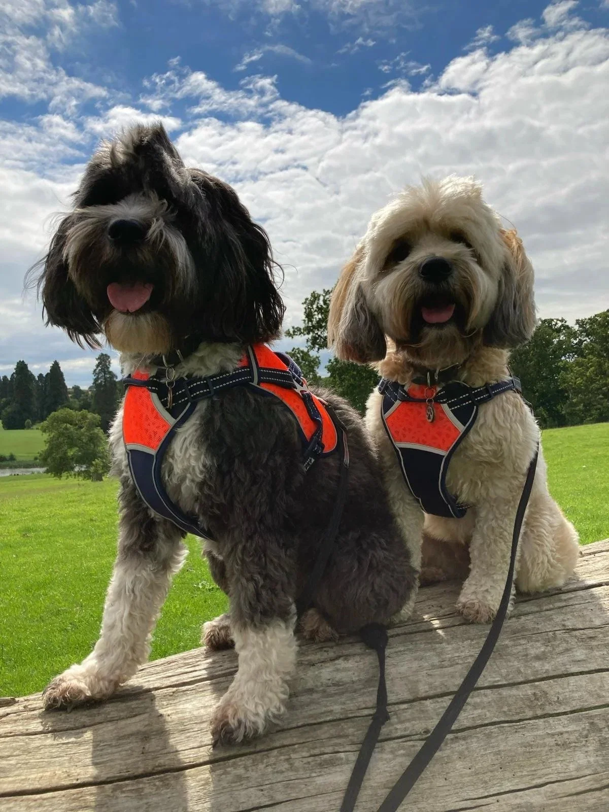 Two dogs sit on a wooden log in a grassy field with trees, under a partly cloudy sky. Both dogs wear orange harnesses and are looking at the camera.