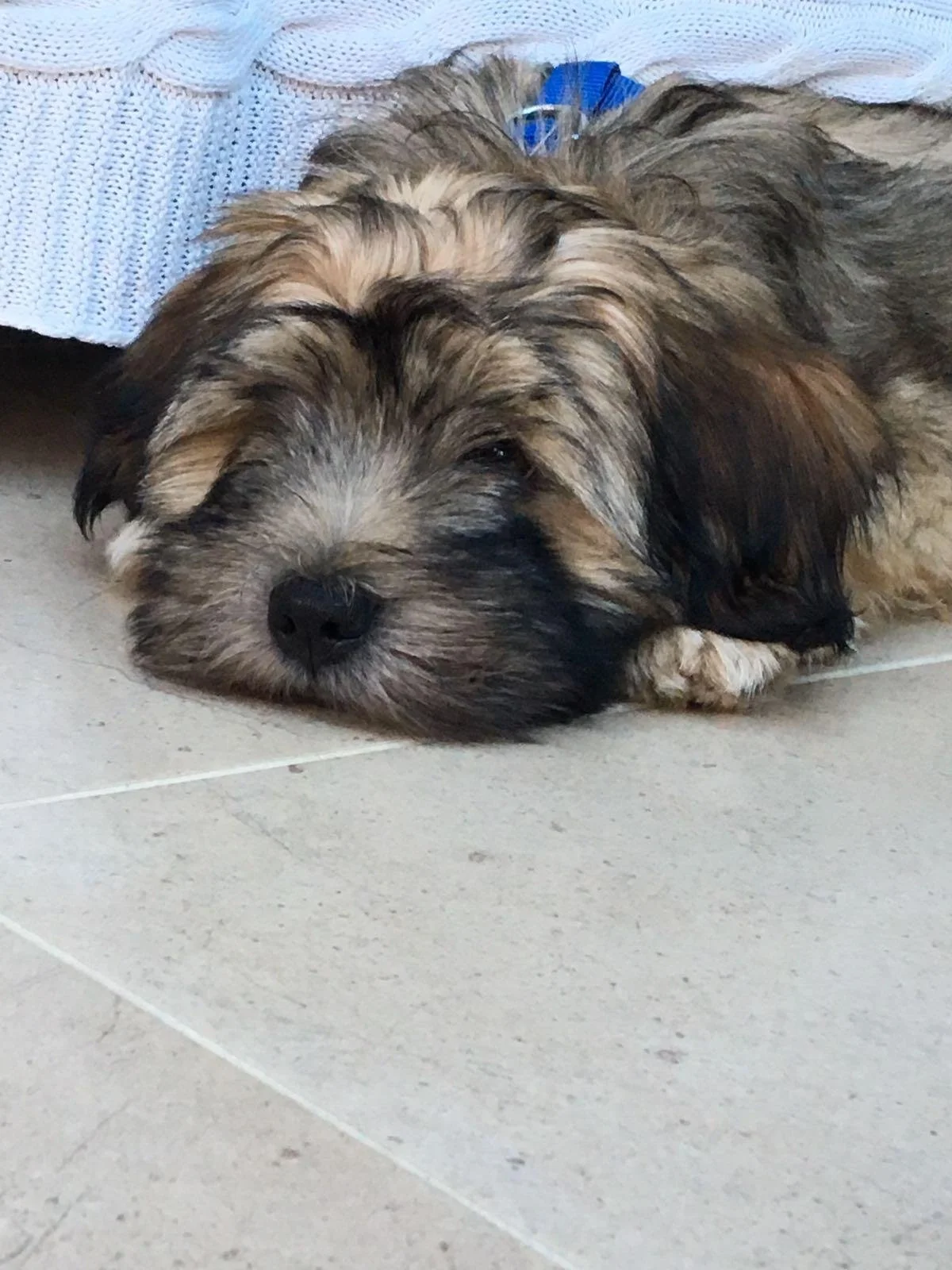 Why Socialising Your Puppy Is Essential (And How To Do It Right!)