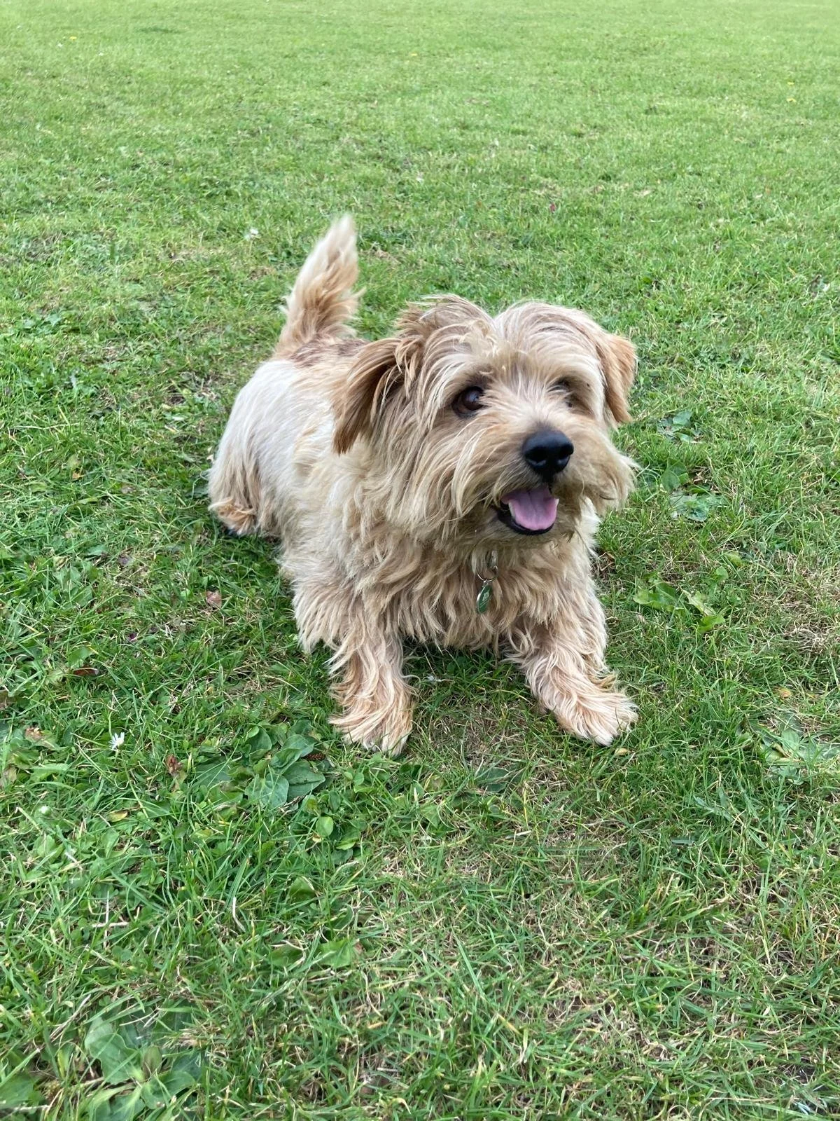 Cute, small, fluffy dog lying on grass with a happy expression and tongue slightly out.