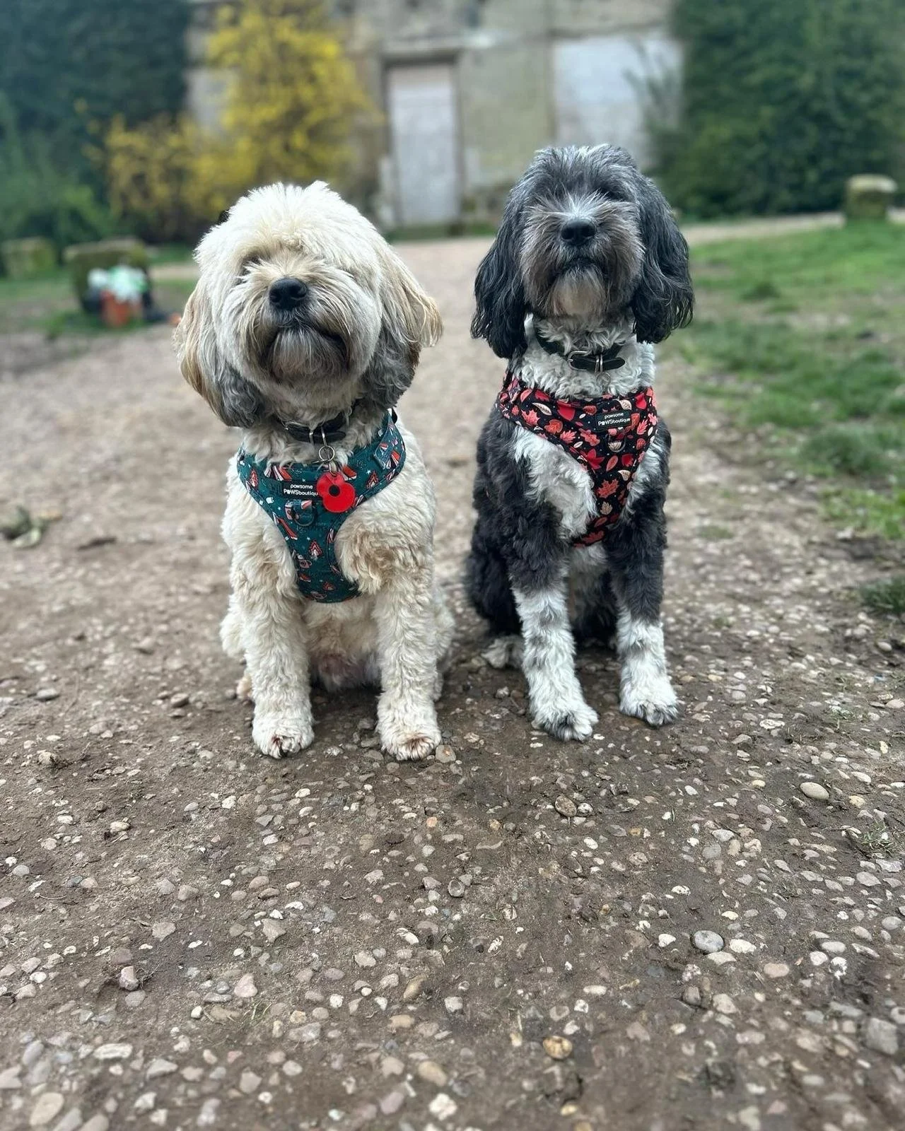 Two dogs sitting on a dirt path in a park, wearing colorful harnesses, with green grass and trees in the background.