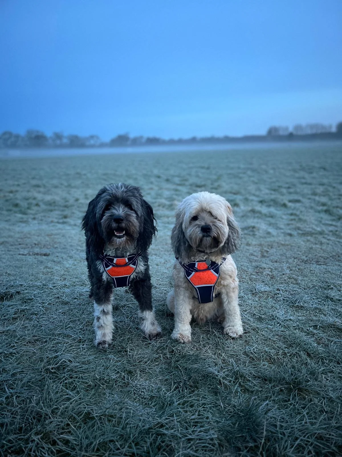 Two dogs sitting on frosty grass in an open field with a blue sky.