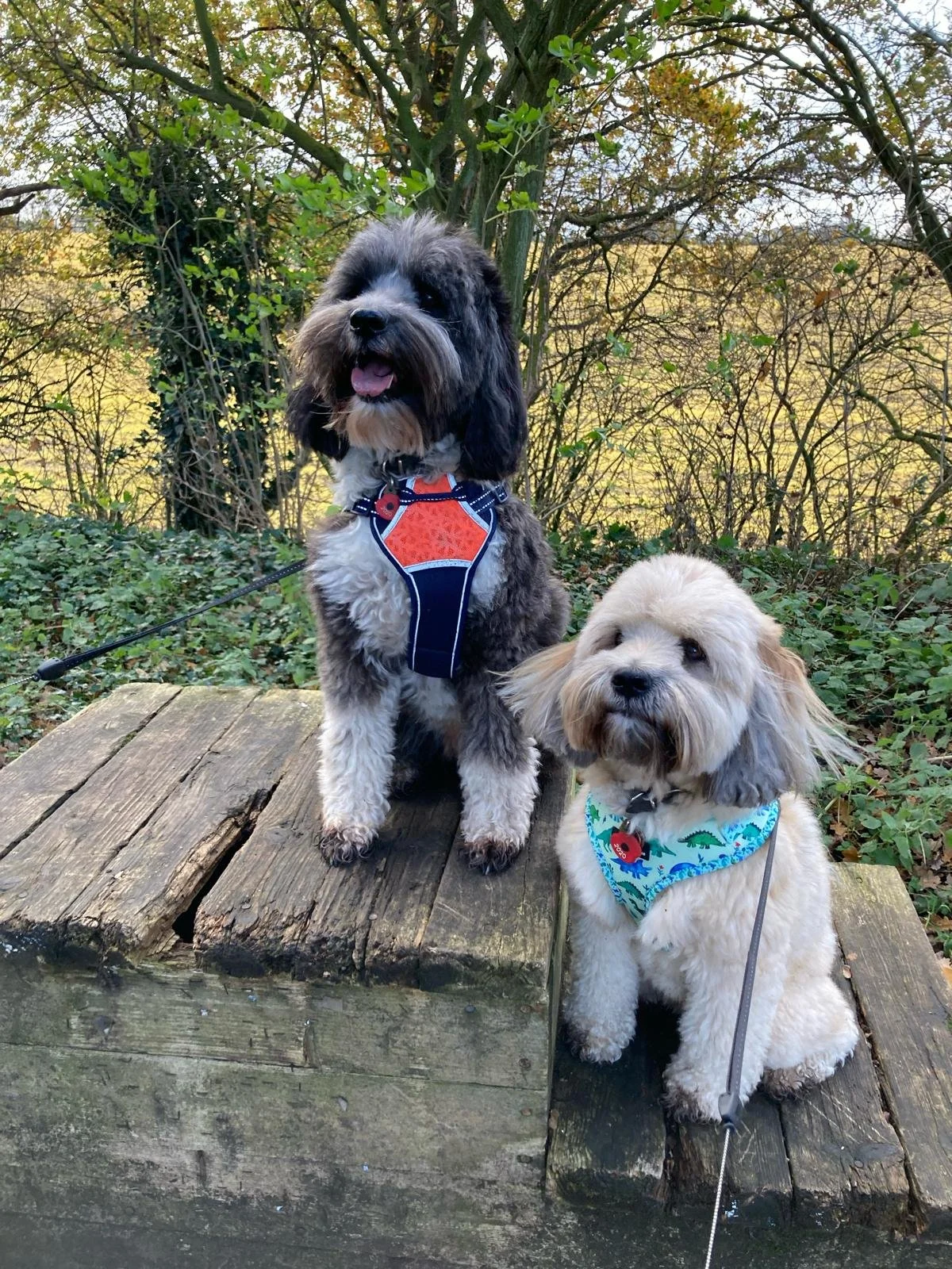 Two small dogs sitting outdoors on a wooden platform, with trees and foliage in the background. One dog is standing with black and white fur, wearing a harness, and the other is sitting with cream-colored fur, wearing a bandana.