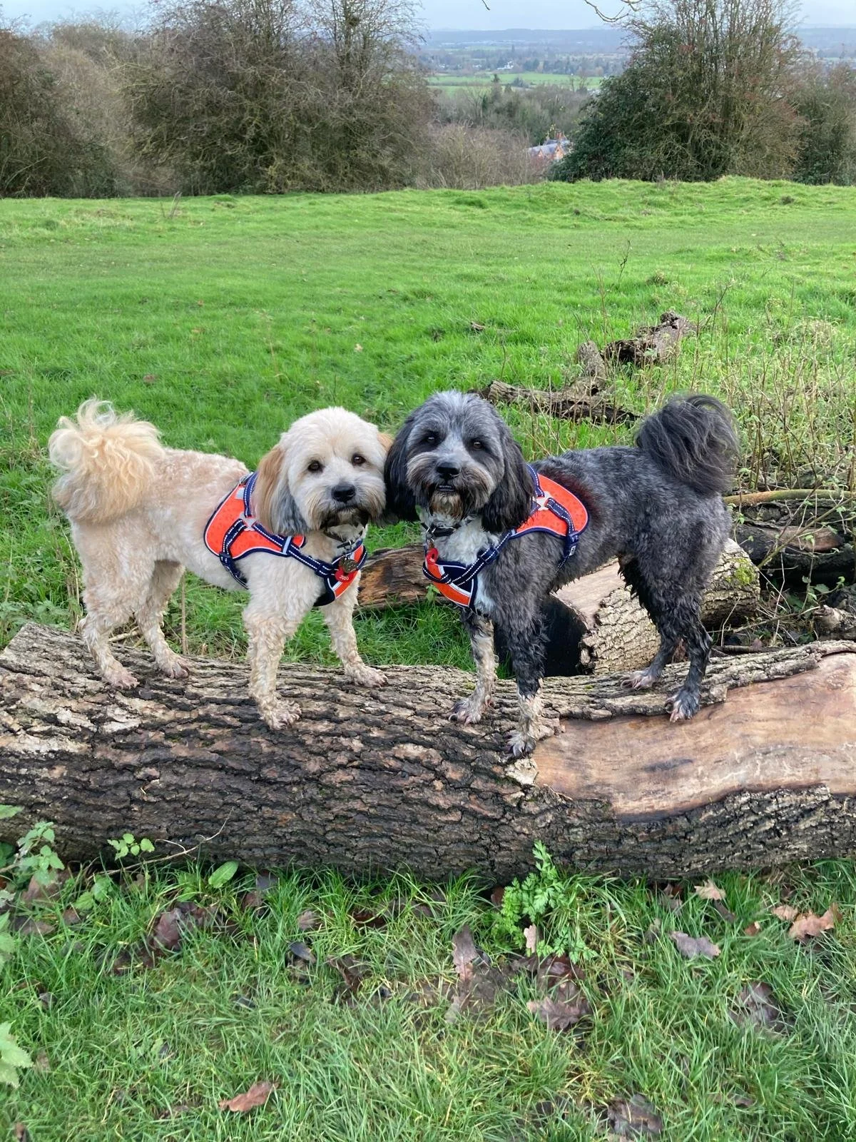 Two small dogs wearing orange and navy harnesses standing on a fallen tree trunk in a grassy field with trees and a distant landscape in the background.