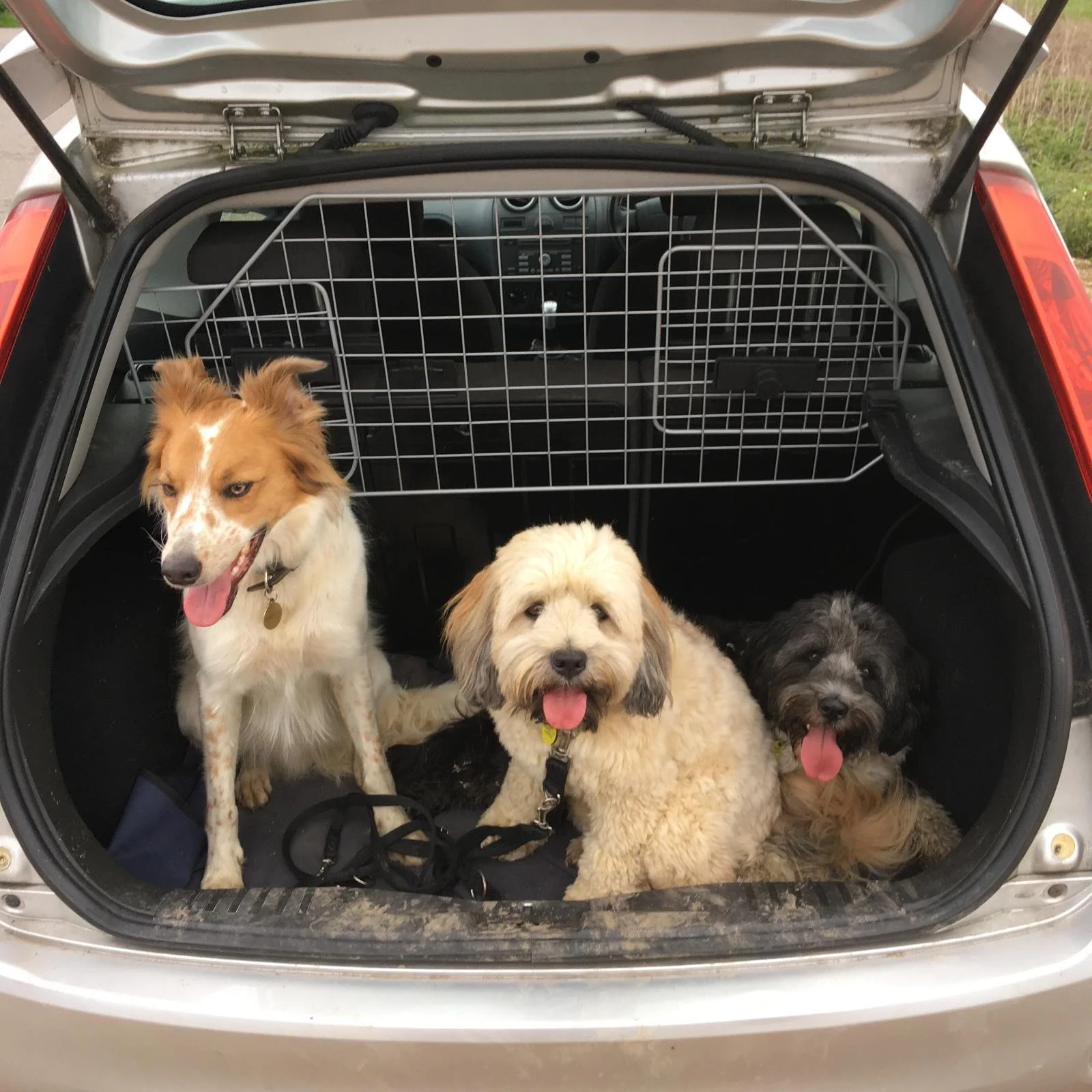 Three dogs in the open trunk of a car, with a metal crate behind them.