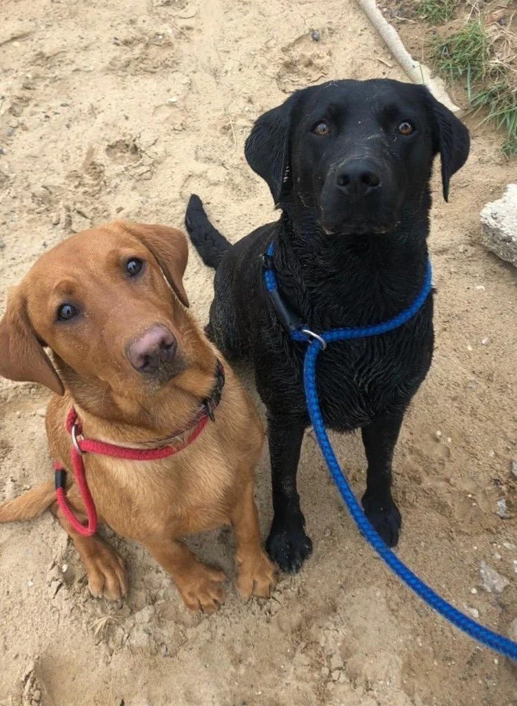 Two dogs, a brown one with a red collar and a black one with a blue collar, sitting on dirt outdoors.