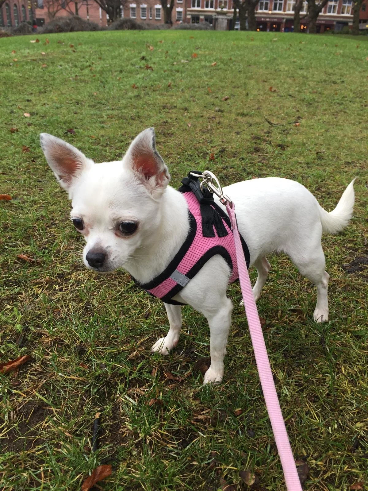 Small white dog with large ears wearing a pink harness and leash, standing on grass in a park with buildings in the background.