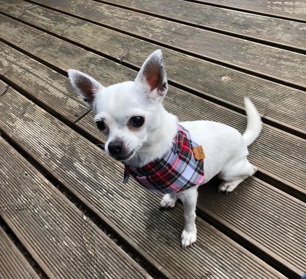 Small white dog with large ears and dark eyes, wearing a plaid bandana, standing on a wooden deck.