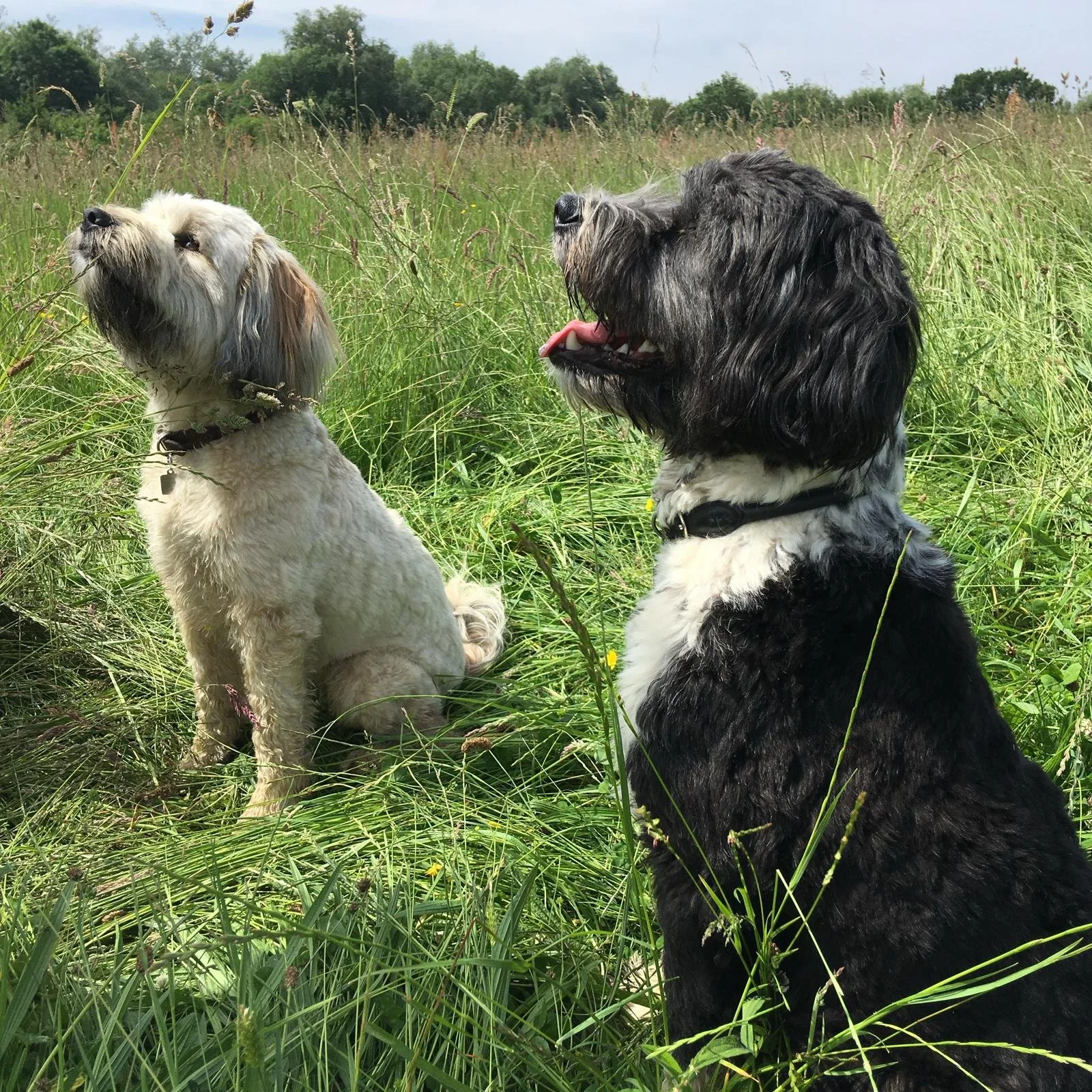 Two dogs sitting in a grassy field with green trees in the background on a sunny day.