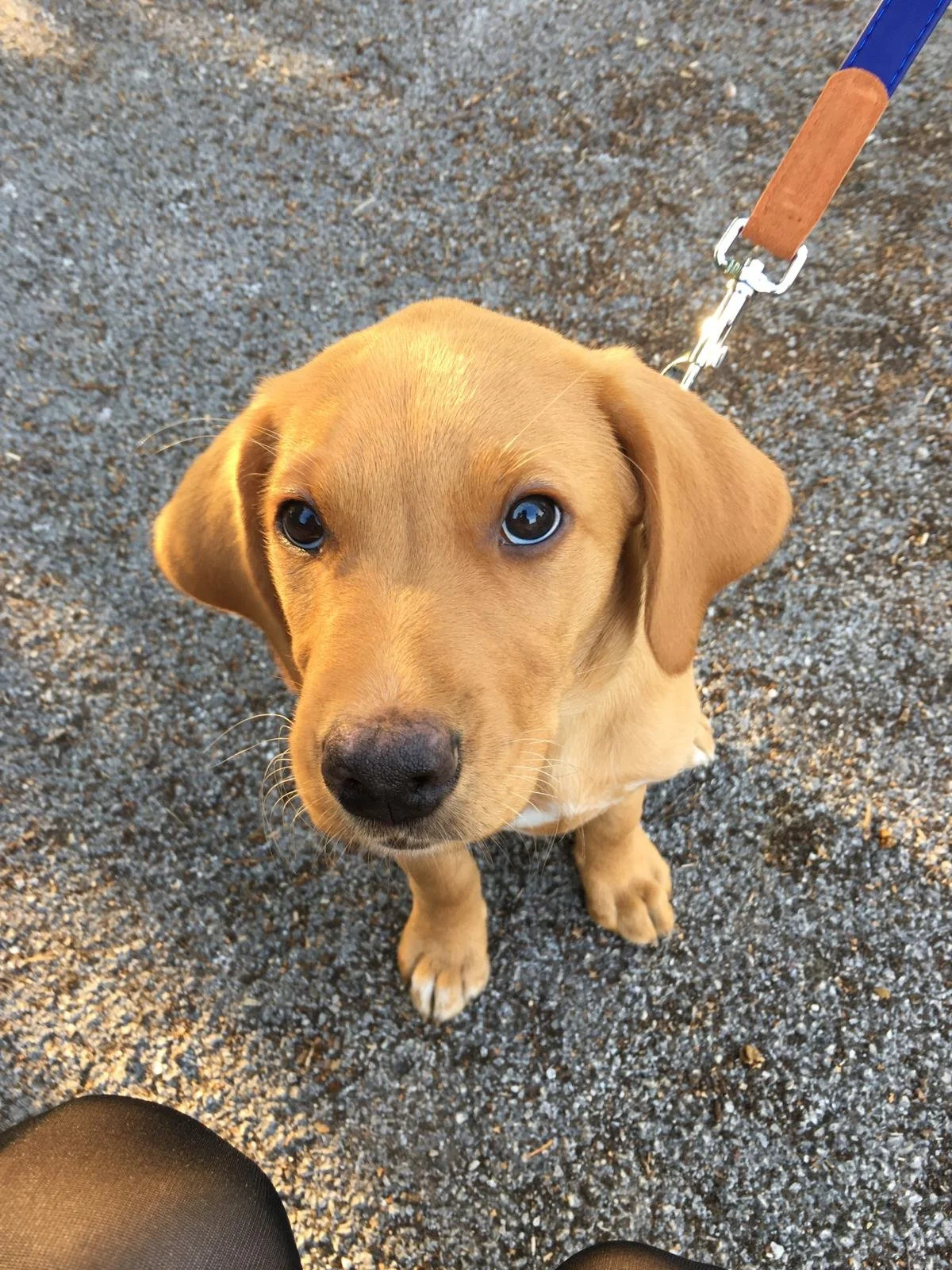 Close-up of a tan puppy with blue eyes looking up at camera, sitting on a gravel surface, attached to a leash.
