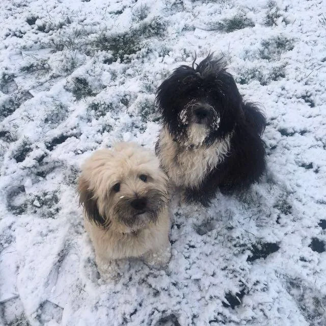 Two dogs sitting in snow, one white and fluffy, one black and curly-haired, outdoors in winter.