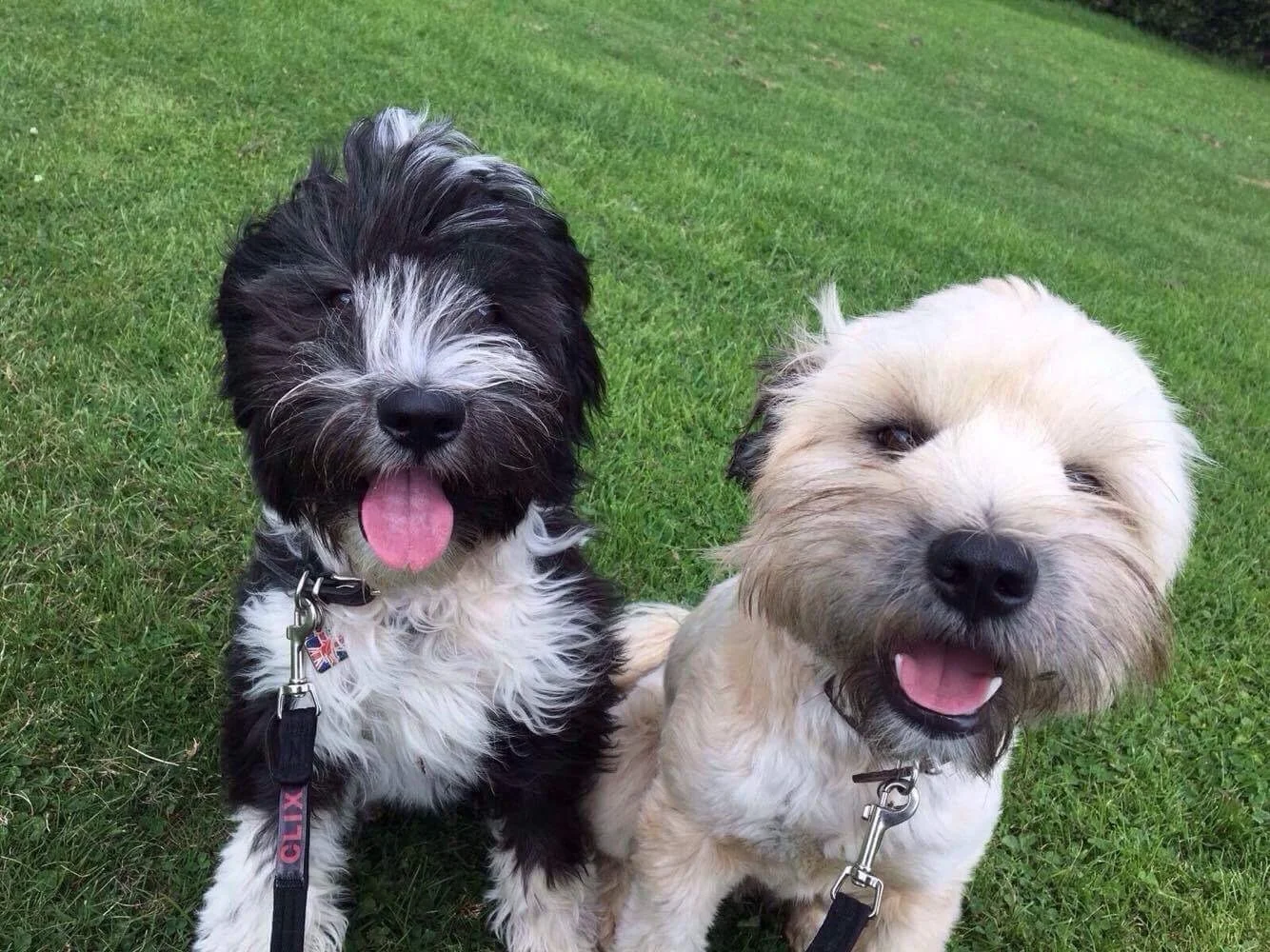 Two fluffy dogs sitting on green grass, one black and white with its tongue out, and the other light-colored with its tongue out, both wearing collars and leashes.