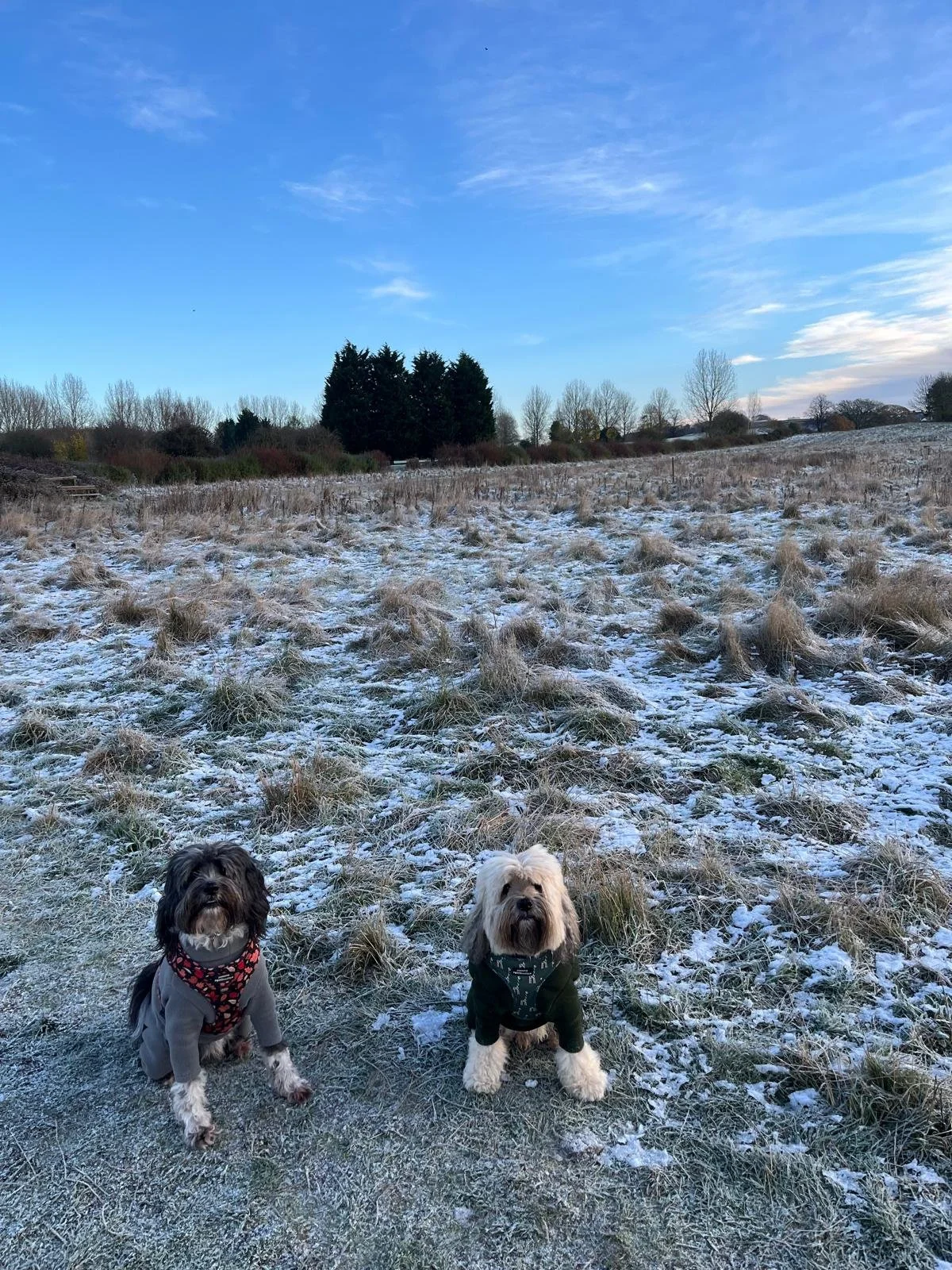 Two dogs sitting on frosty grass in a field with trees in the background and a blue sky above.