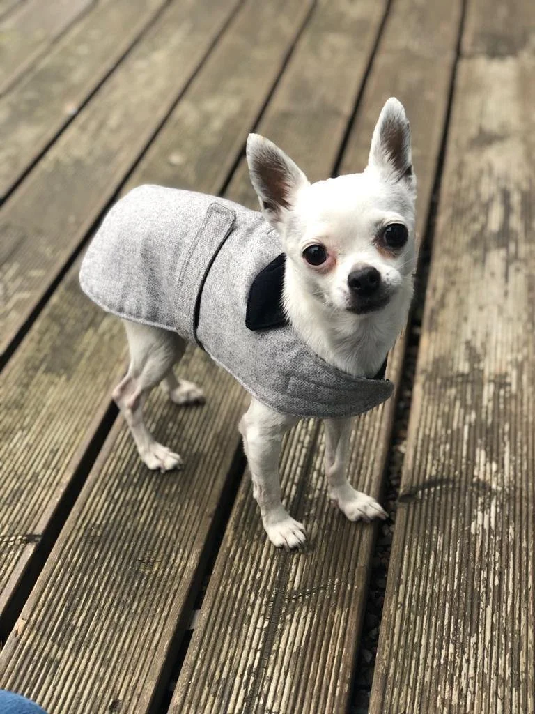 Small white Chihuahua dog wearing a gray coat standing on wooden deck.