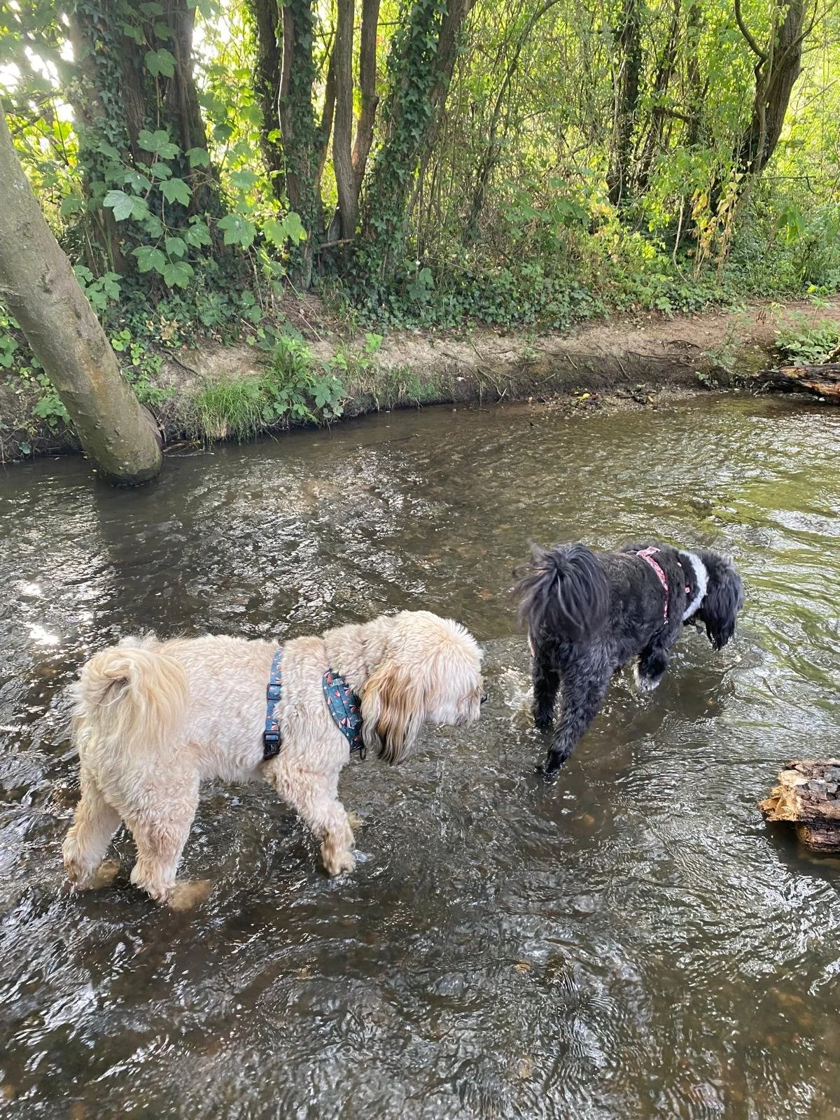Two dogs, one cream-colored and the other black, standing in a shallow creek surrounded by trees and greenery.