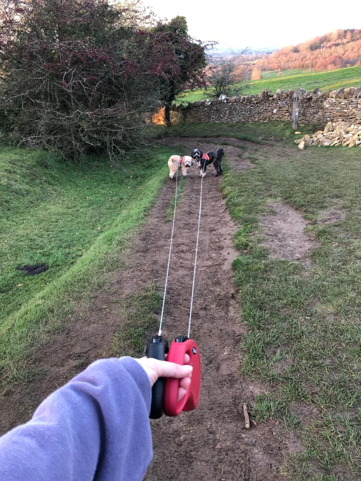 Two dogs on a dirt trail being walked on leashes, with a hand holding a multi-leash connector in the foreground, in a rural outdoor setting with grass, trees, and stone wall in the background.