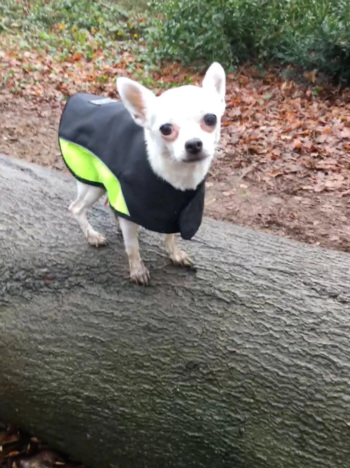A small white dog wearing a black jacket with neon green accents standing on a fallen log in a wooded area with brown leaves and green bushes.