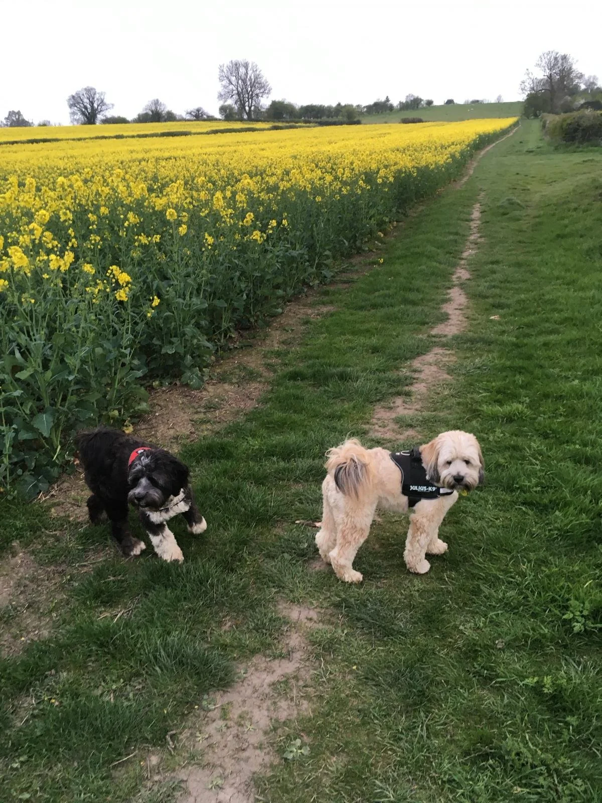 Two dogs standing on a grassy path next to a field of yellow flowers, with trees in the background.
