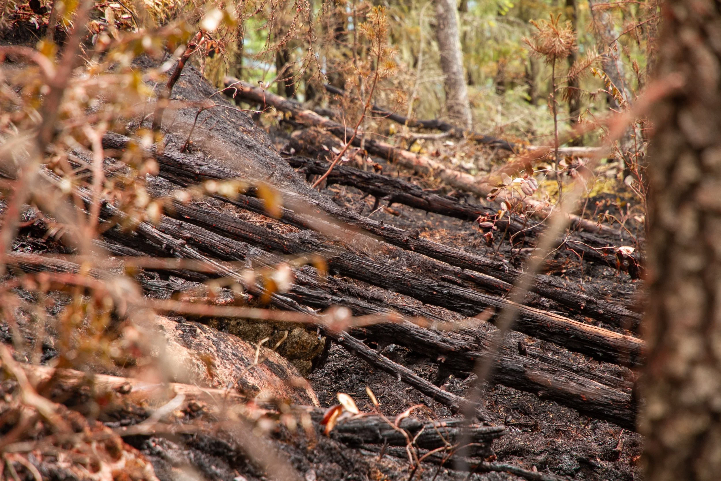 Dryden Creek Fire aftermath, Squamish, B.C. 