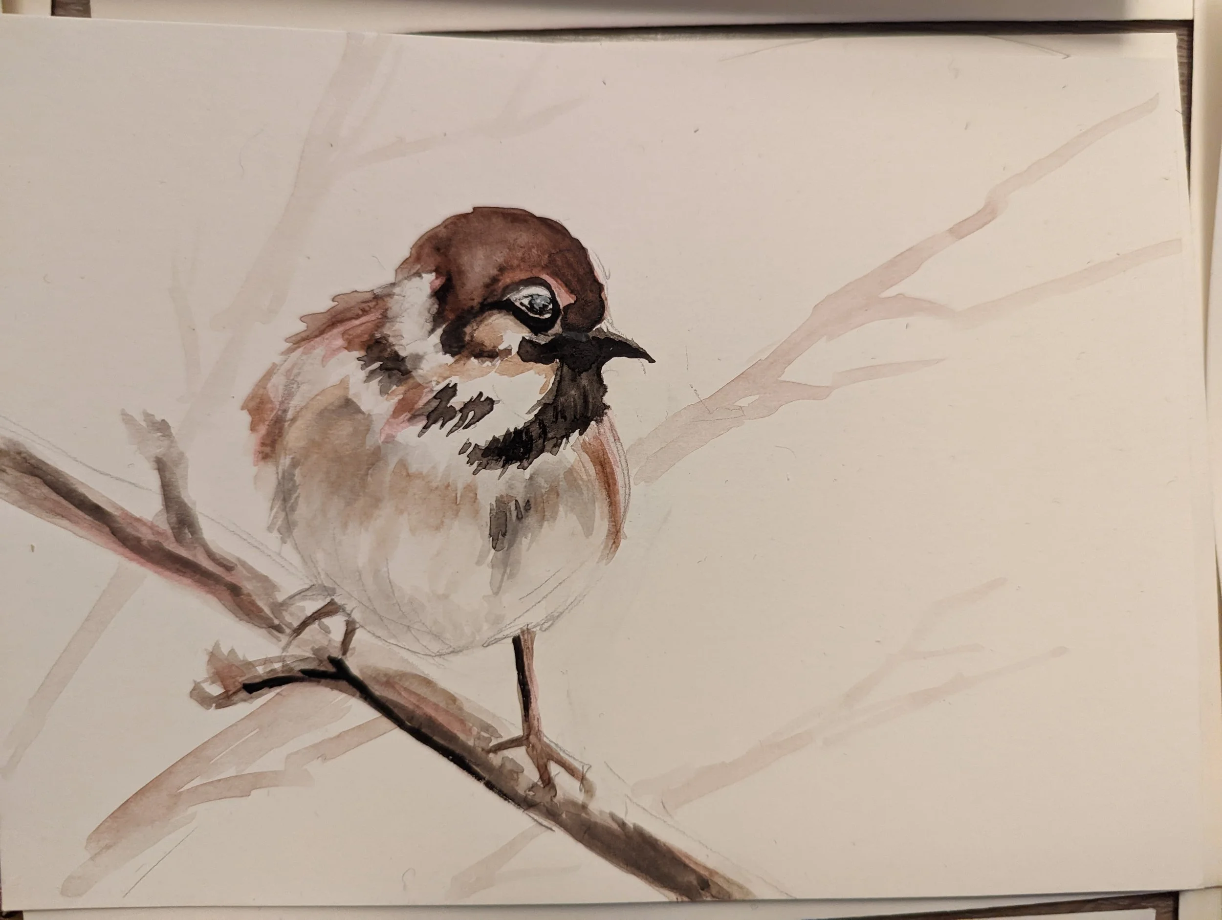 little bird sketch
5X8"
watercolour
Not for sale