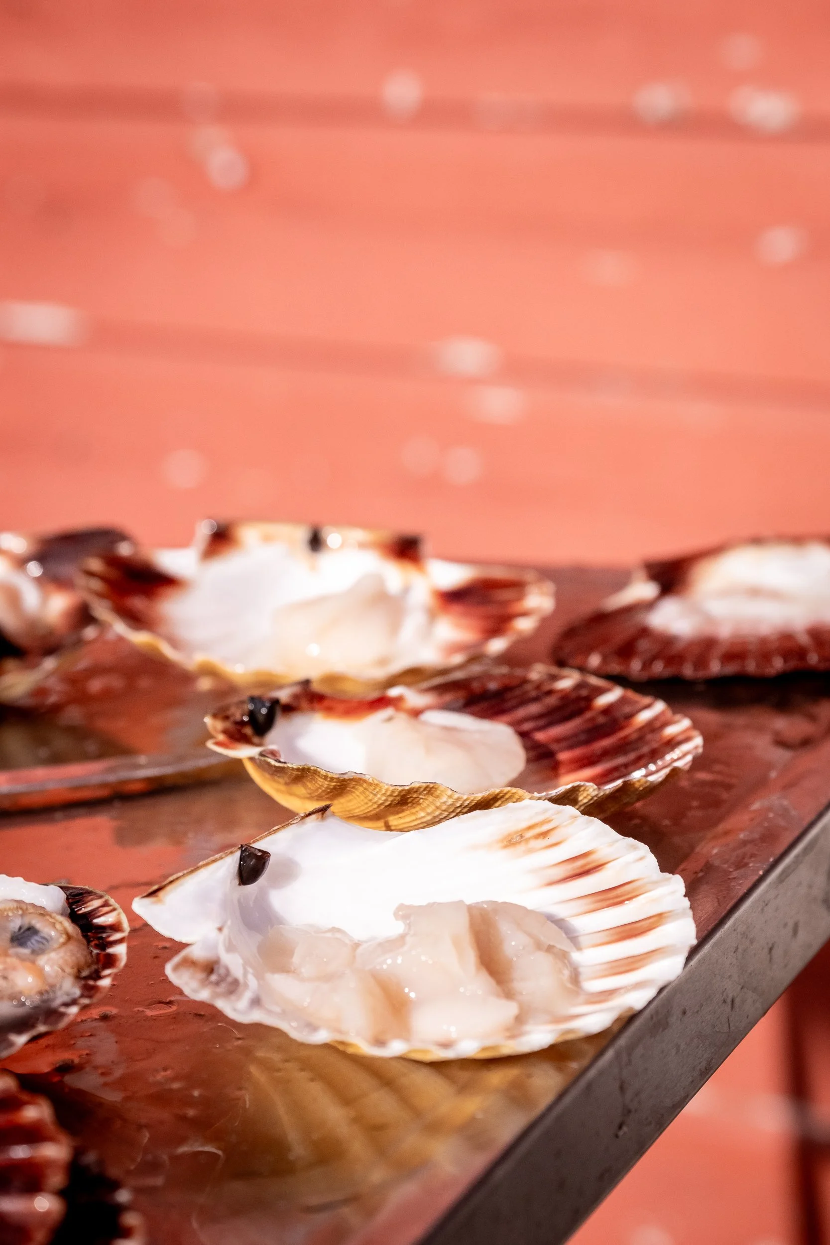 Close-up of opened scallop shells with scallop meat inside, placed on a metal surface with a pink wooden background.