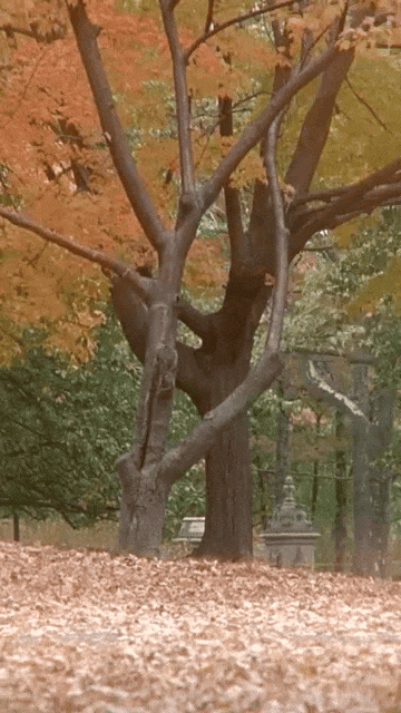 Give us all the fall feelings..gif