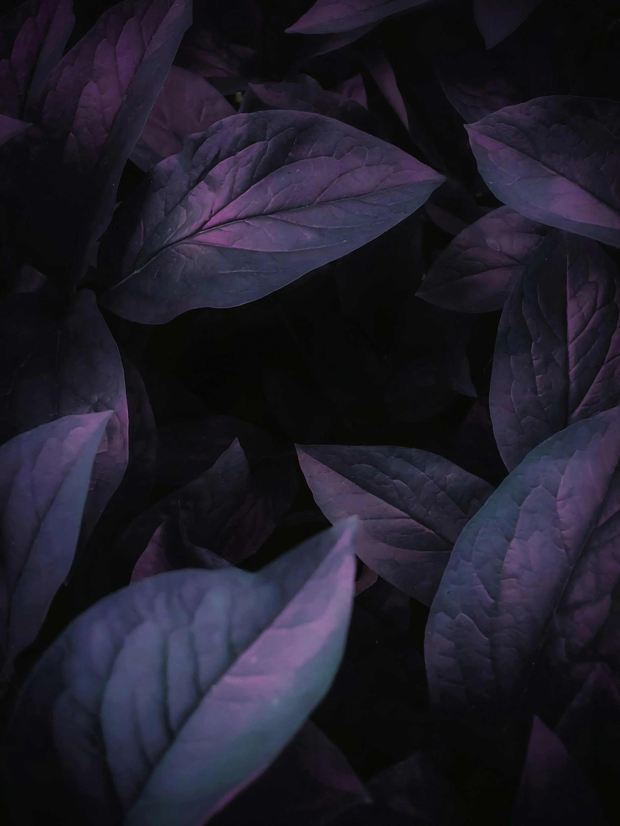 Close-up of dark purple and black leaves with a moody glow.