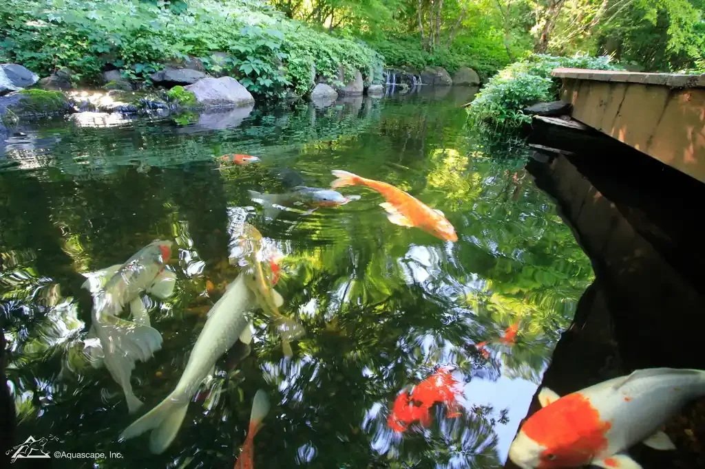 Koi fish swimming in a garden pond with rocks and lush green plants along the water's edge.