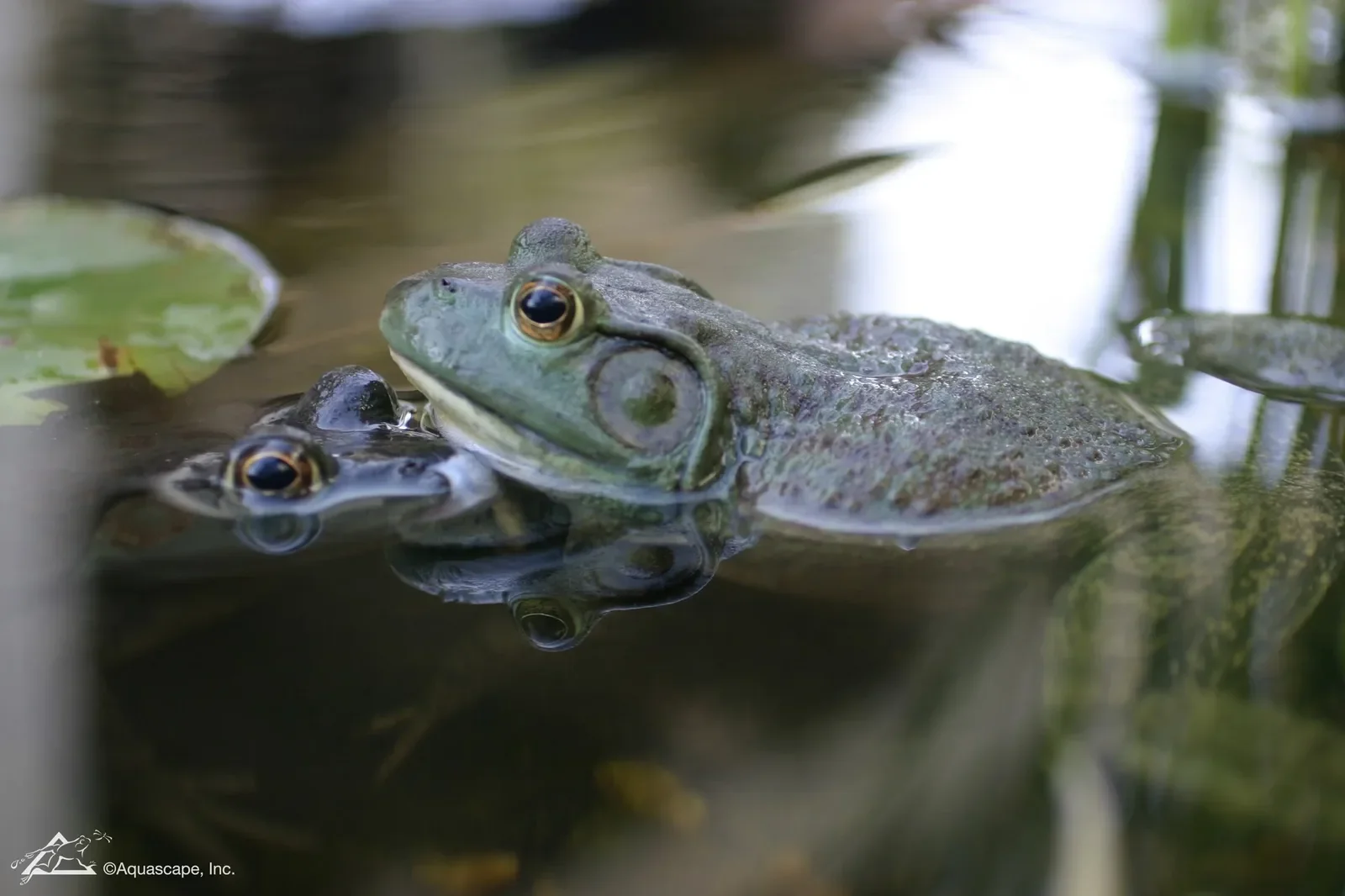 A close-up of two frogs partially submerged in water with lily pads.