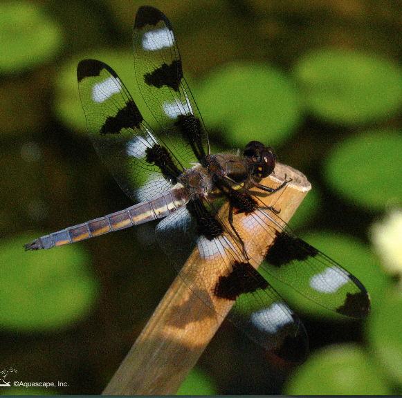 dragonfly perched on bamboo