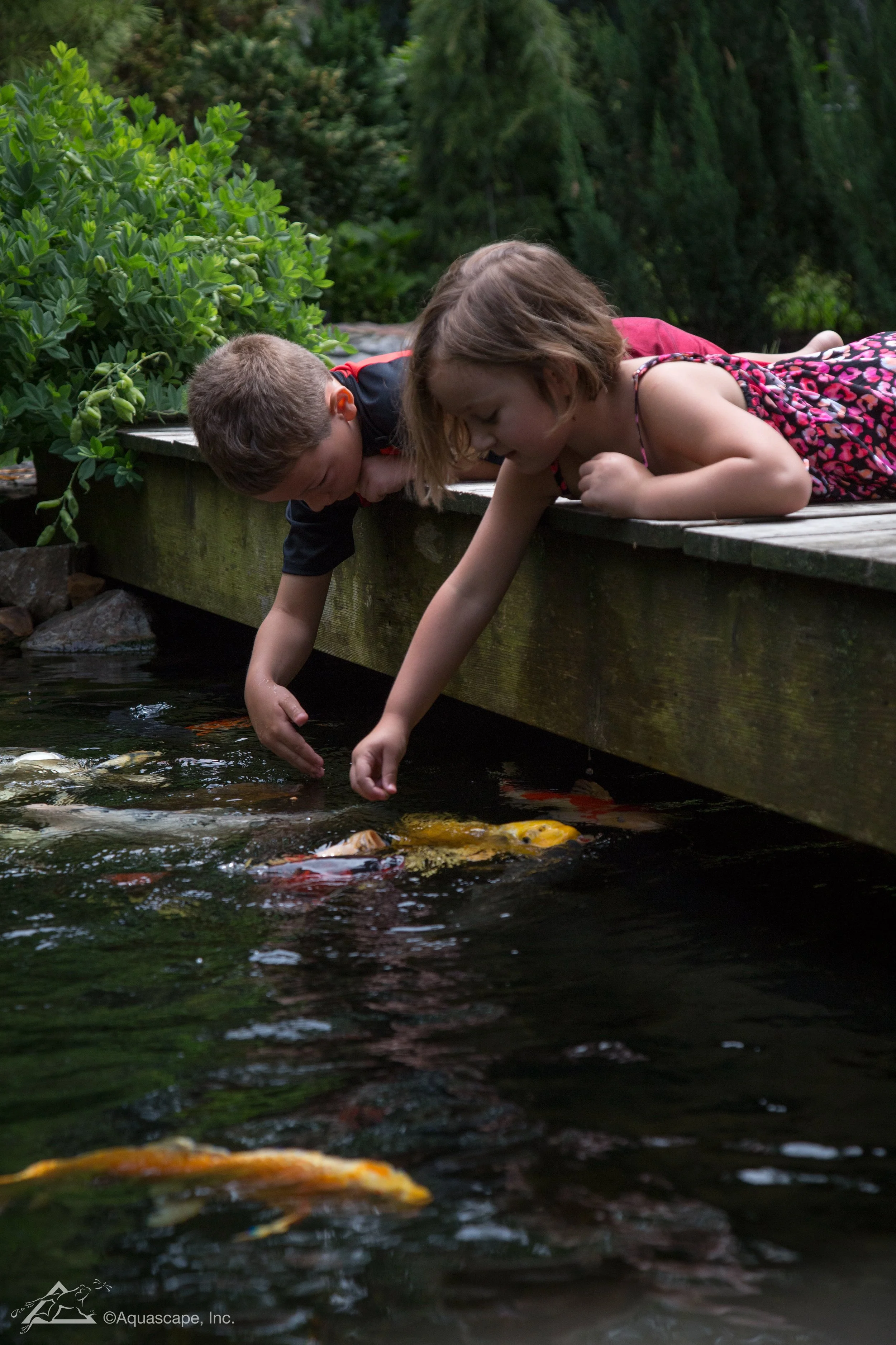 2 Kids feeding koi in a pond