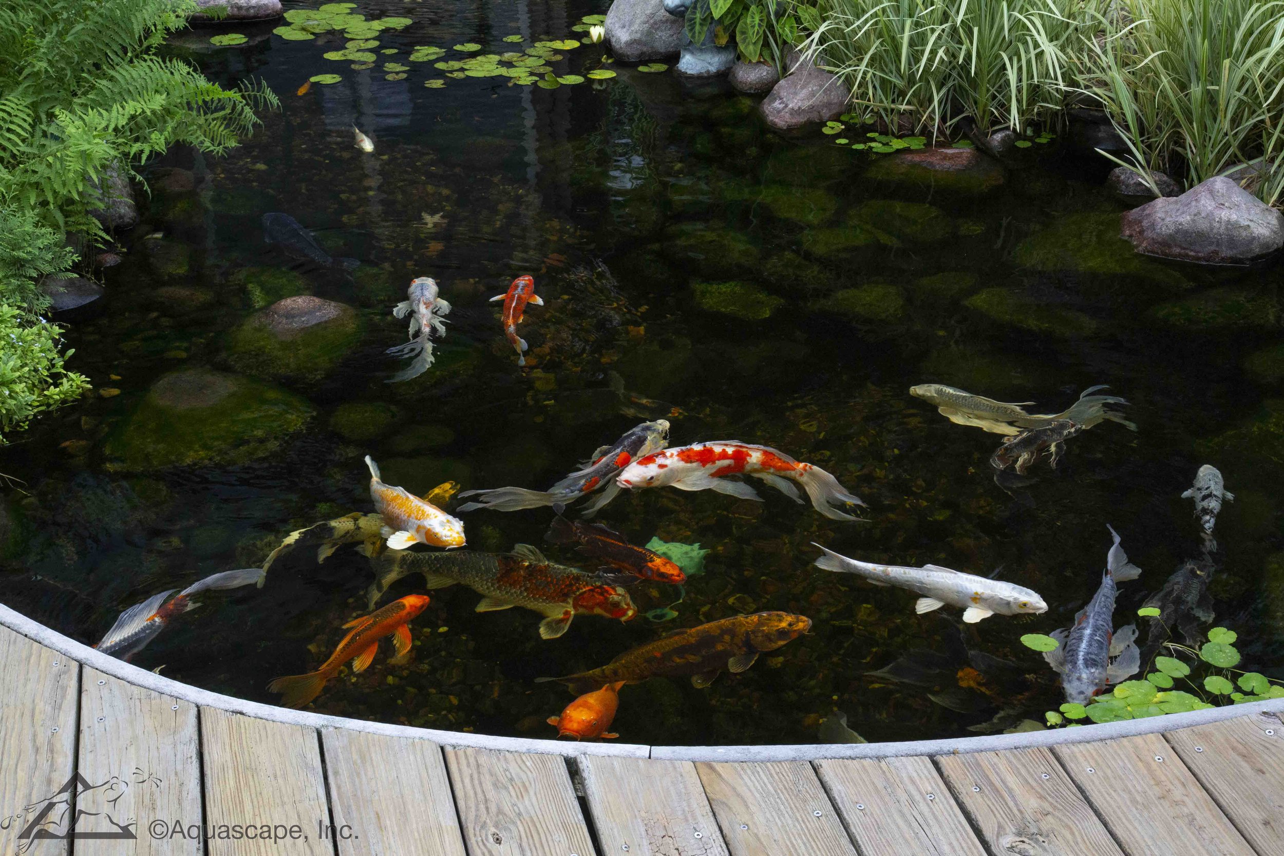 Koi swimming in ecosystem pond