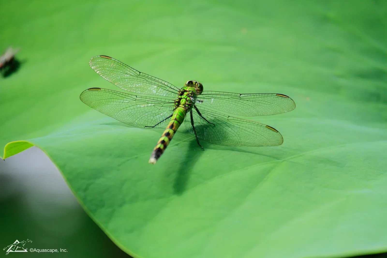 Green and black dragonfly resting on a large green lily pad.