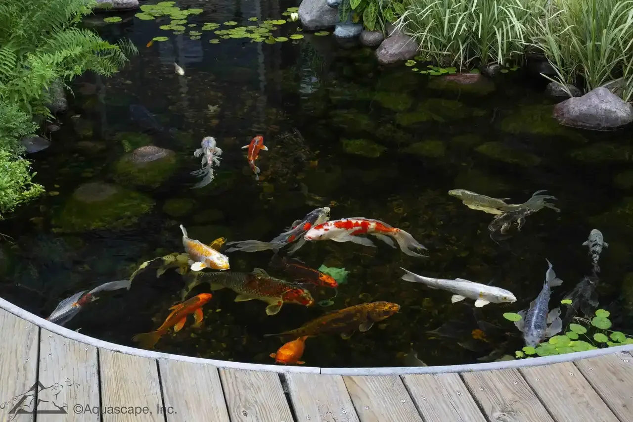 Koi fish swimming in a pond surrounded by green plants and rocks, with a wooden deck at the edge.