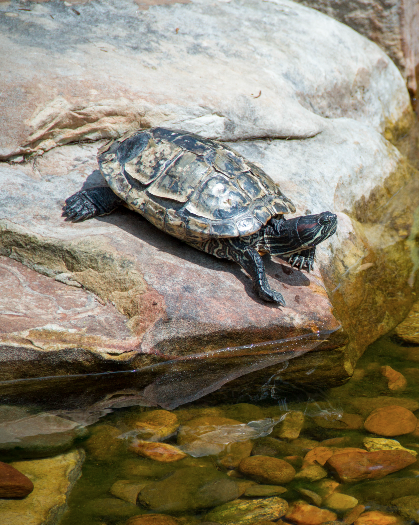 turtle sunbathing on a pond rock