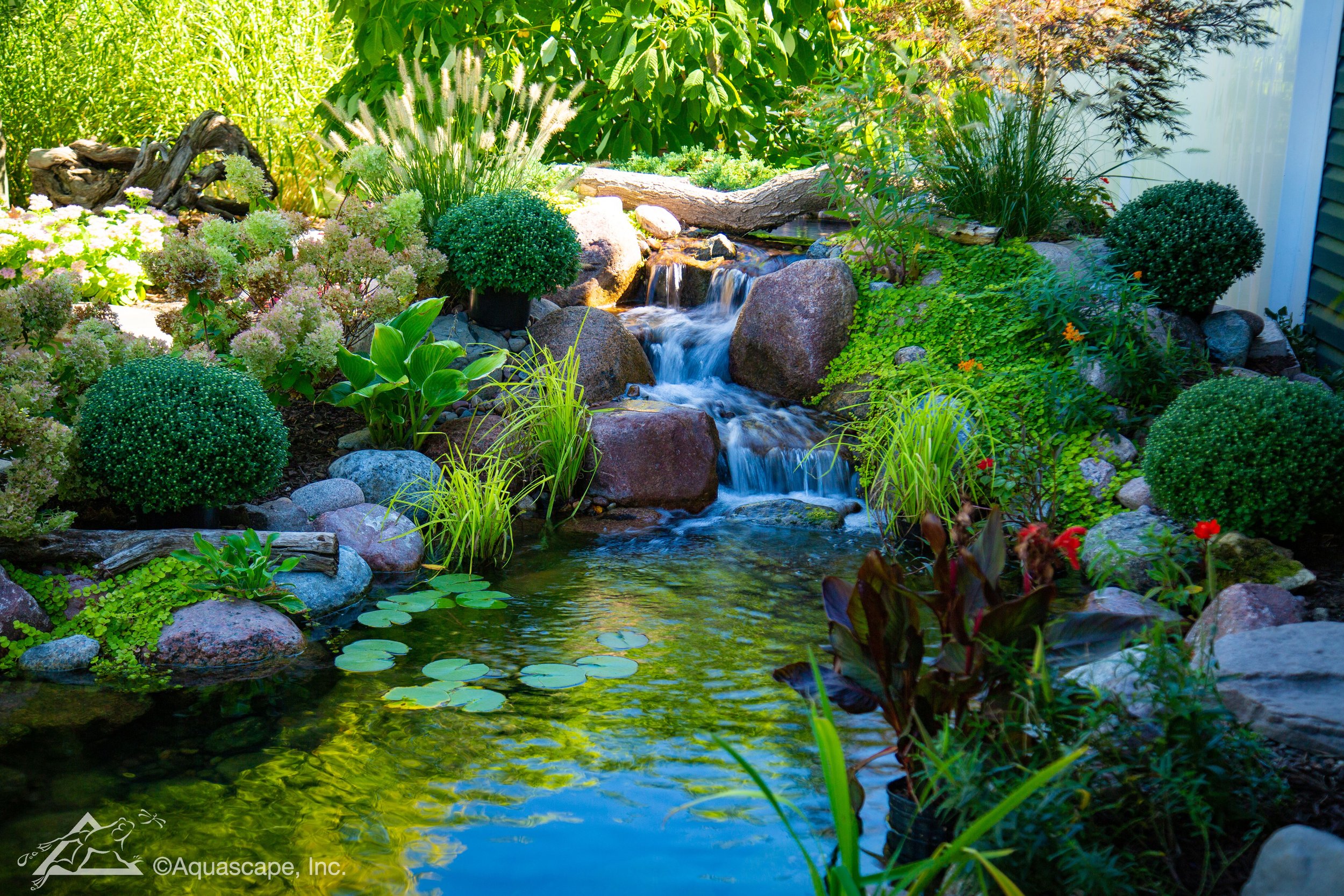 Aquascape ecosystem pond featuring water lilies, aquatic plants, natural boulders, and a cascading waterfall in a backyard landscape.