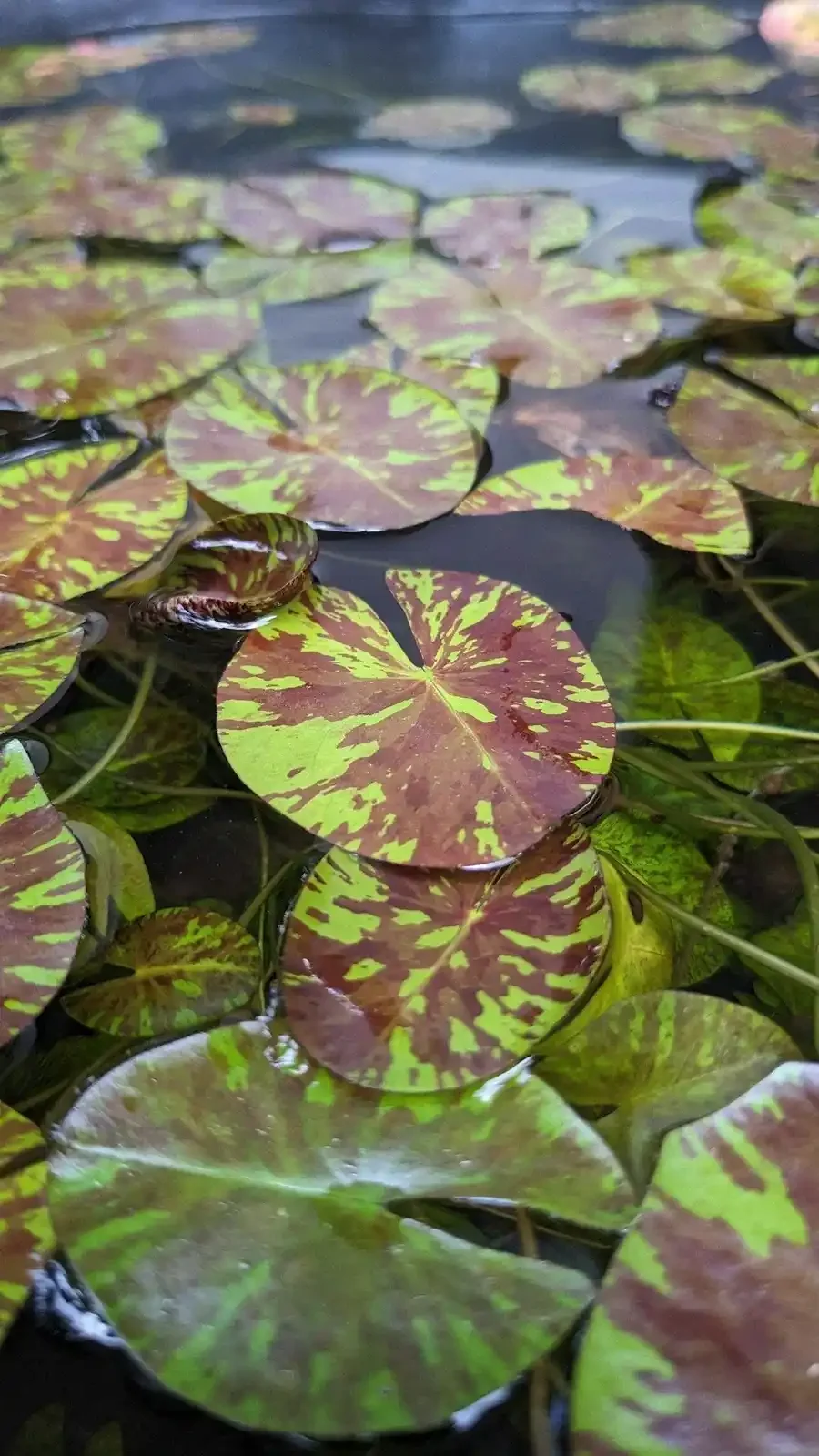 Close-up of water lilies with green and reddish-brown patterned leaves floating on a pond.