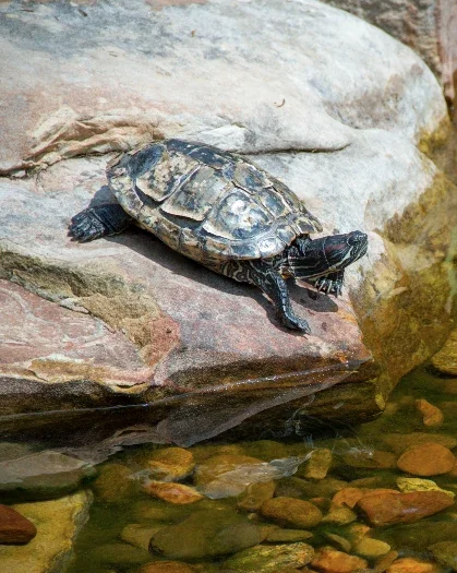 A turtle climbing onto a large rock near water with small stones.