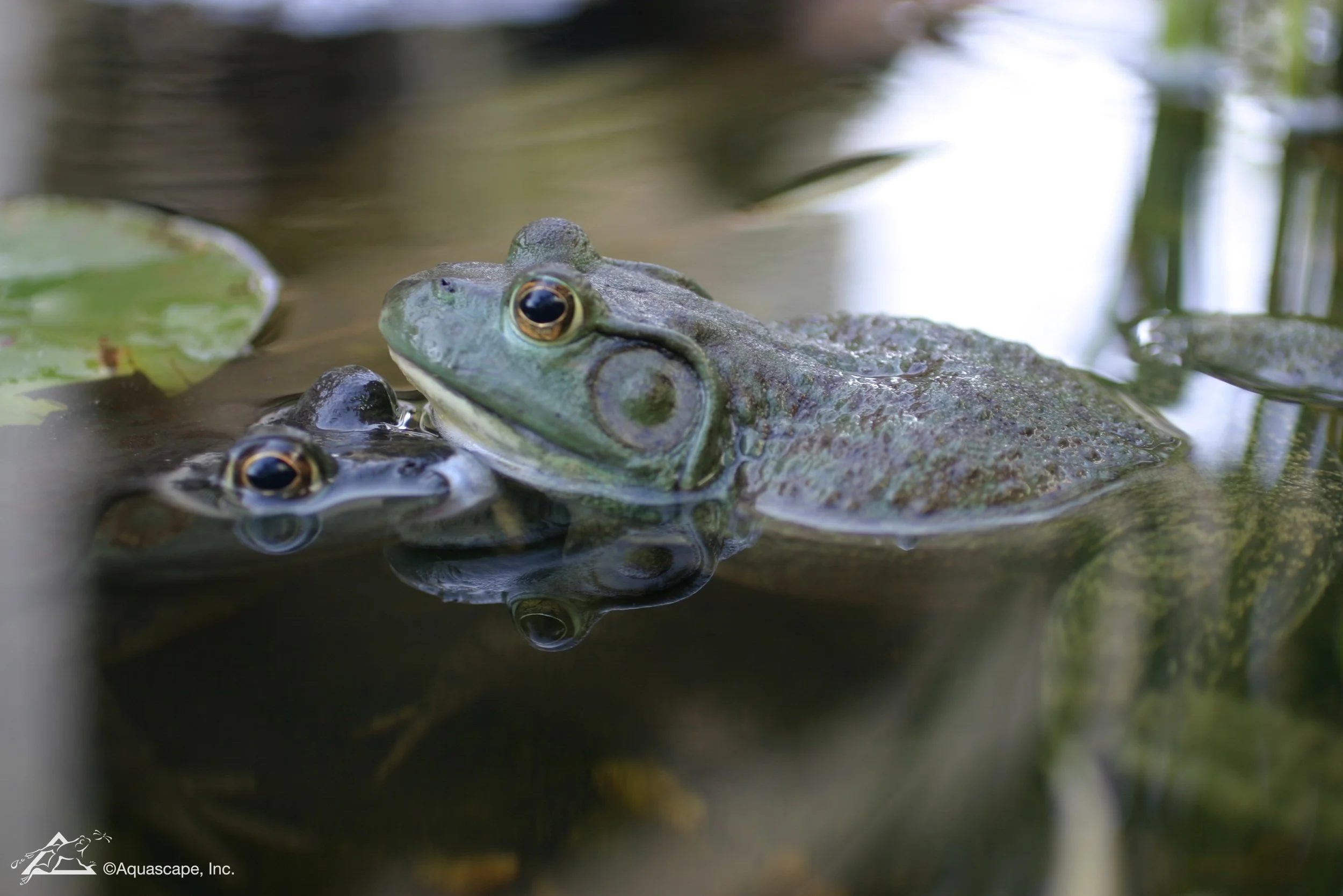 Frog in pond