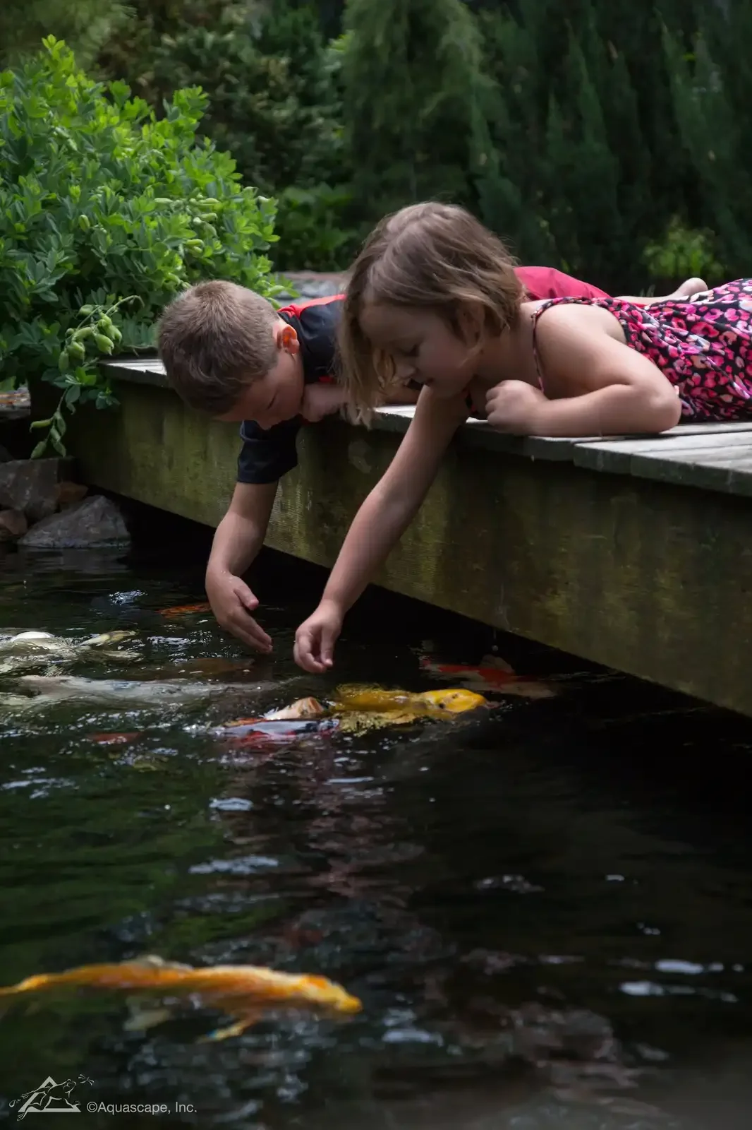 Two children, a boy and a girl, leaning over the edge of a wooden dock, reaching into a pond to touch koi fish swimming below, surrounded by lush green plants.